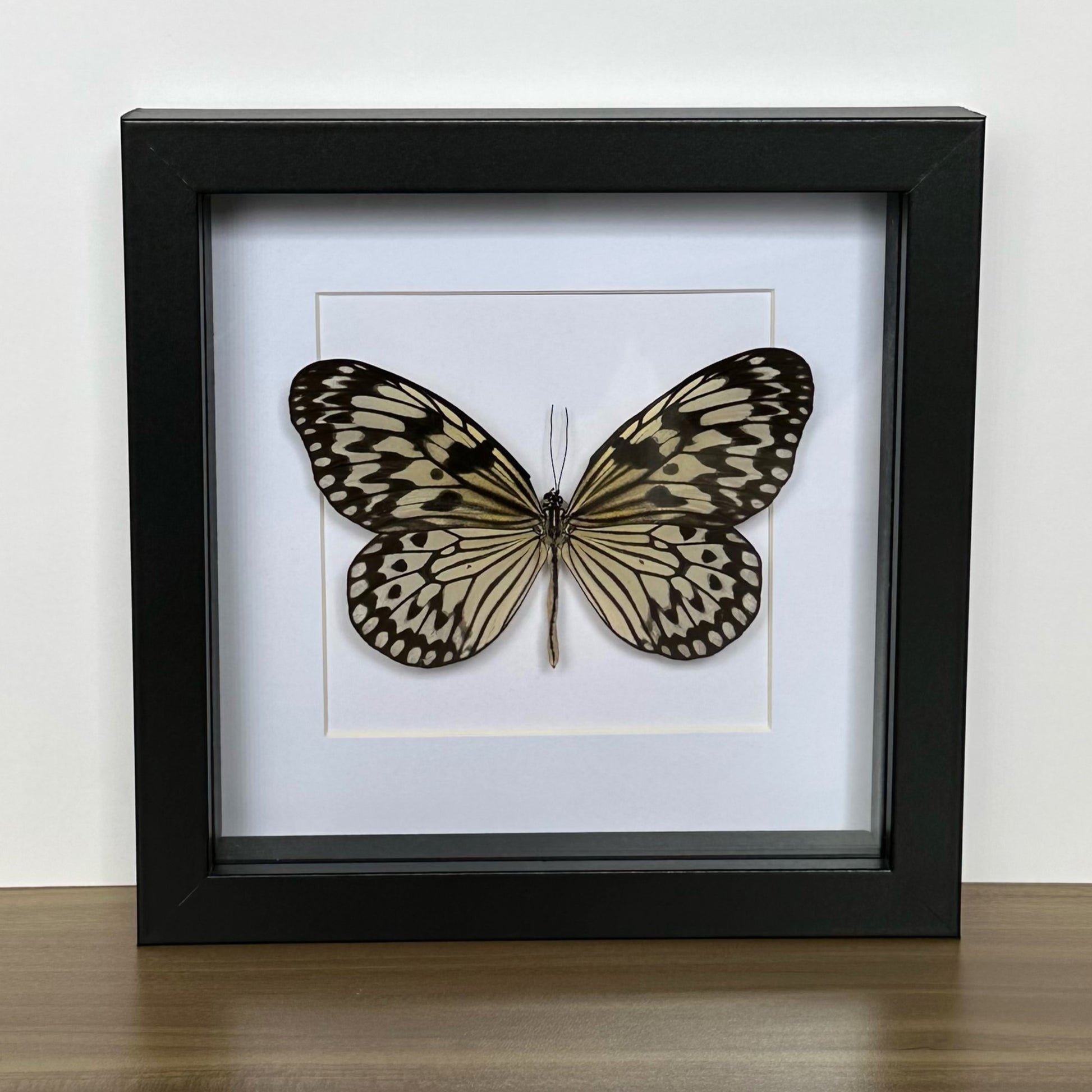 Paper Kite/ Tree Nymph Butterfly (Idea idea) in a black shadow box frame