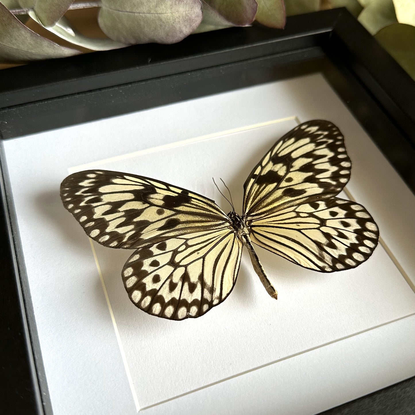 Paper Kite/ Tree Nymph Butterfly (Idea idea) in a black shadow box frame