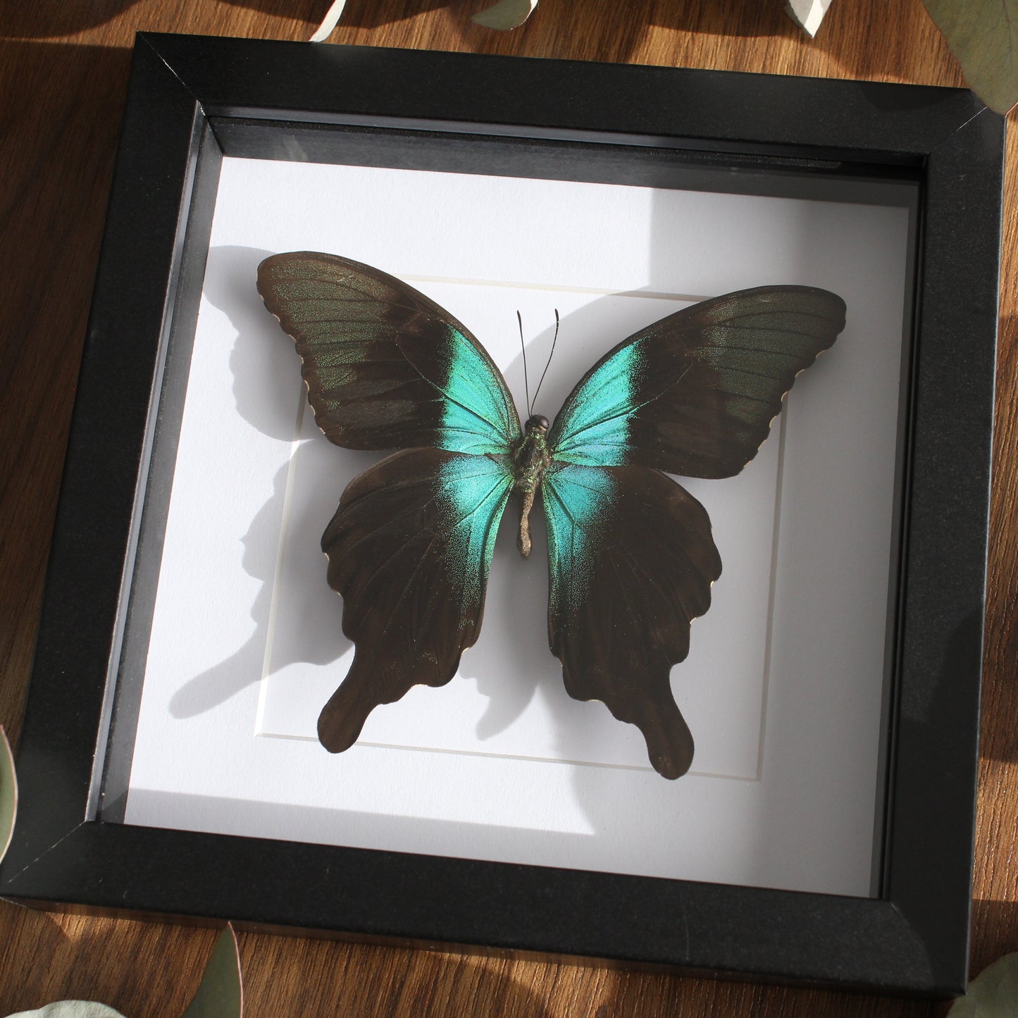Indonesian Swallowtail (Papilio peranthus adamantius) in a black shadow box frame