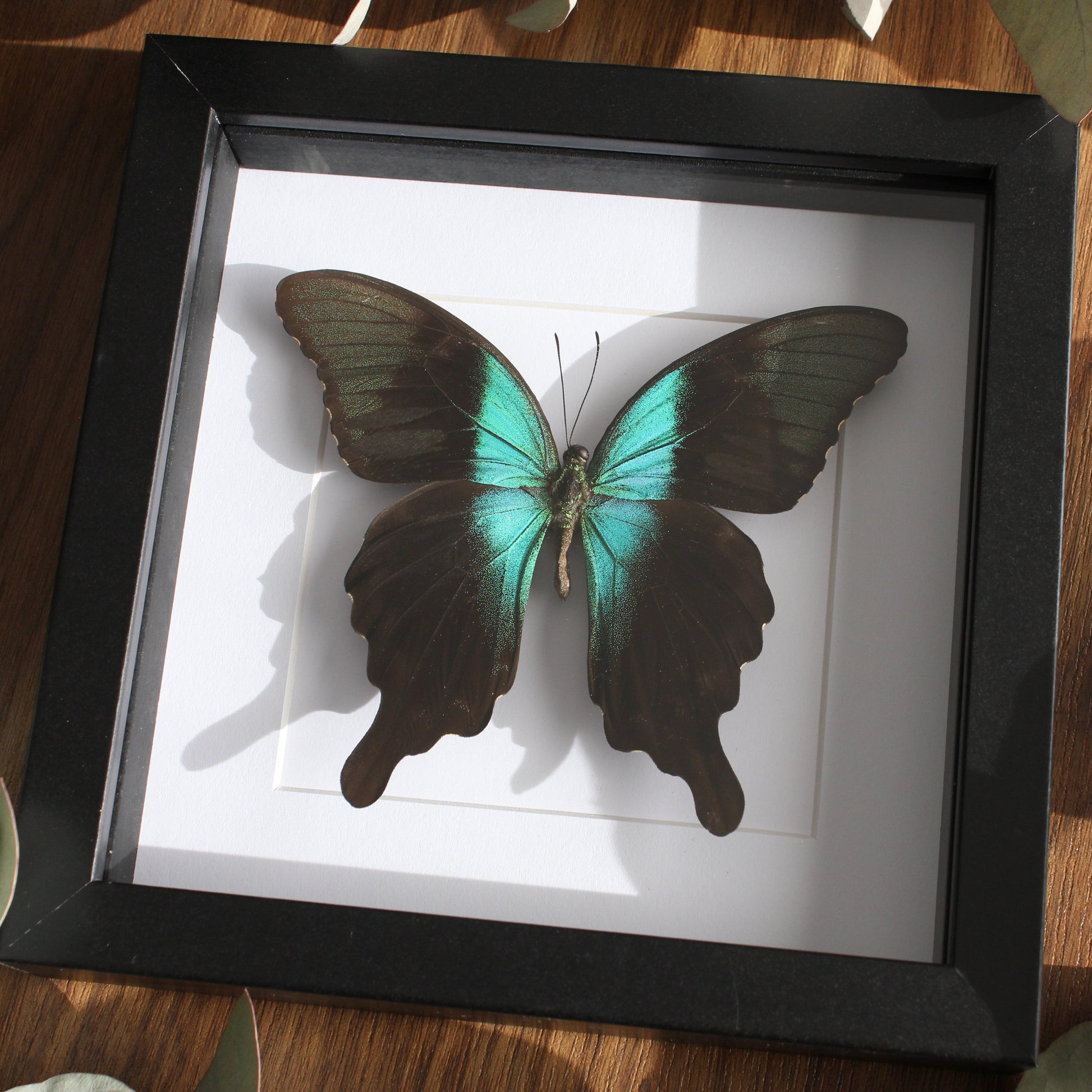 Indonesian Swallowtail (Papilio peranthus adamantius) in a black shadow box frame