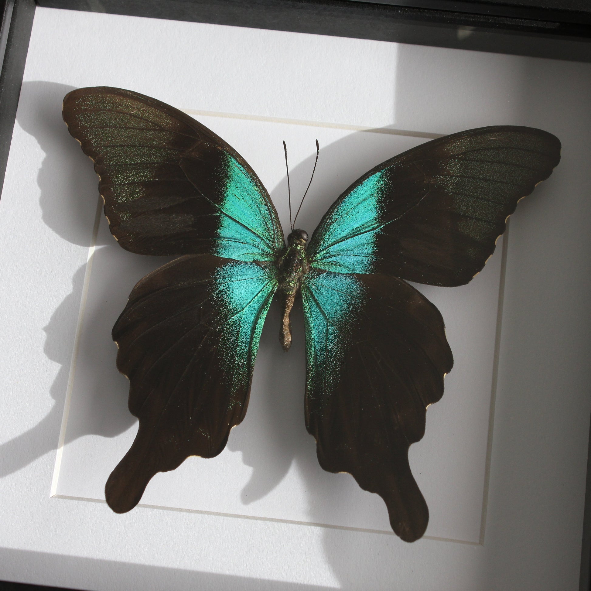 Indonesian Swallowtail (Papilio peranthus adamantius) in a black shadow box frame