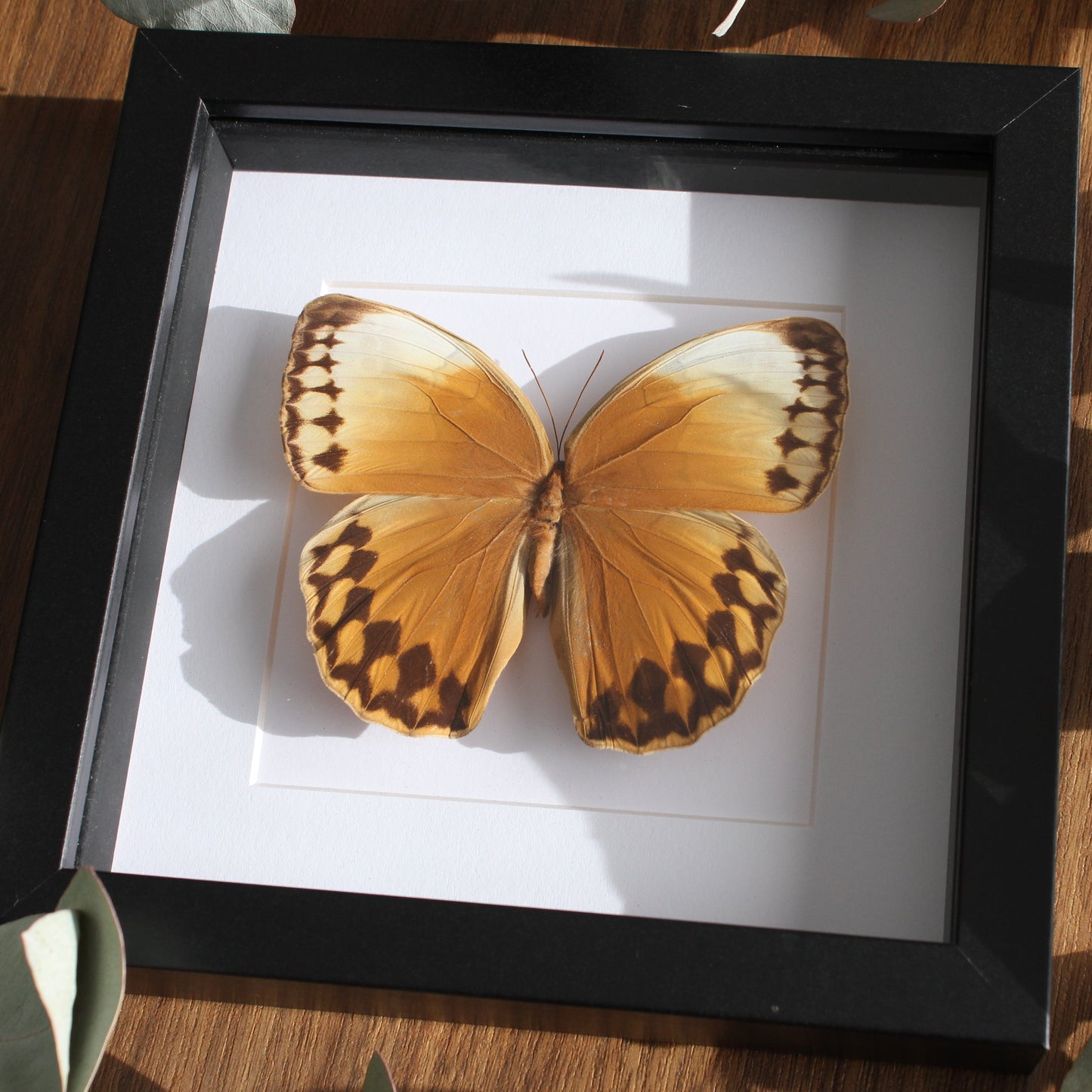 A beautiful Jungle Queen Butterfly (Stichophthalma louisa) mounted onto white backing in a black shadow box frame.