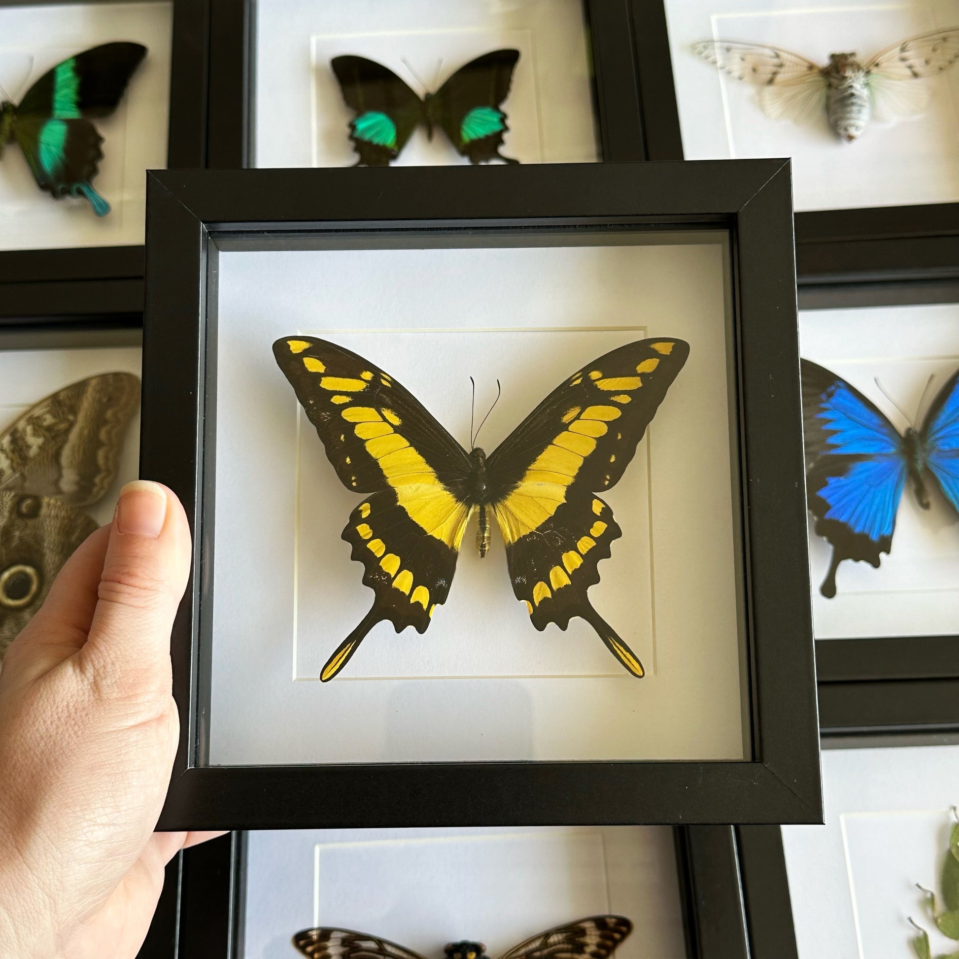 King Swallowtail Butterfly (Heraclides thoas) in a shadow box frame