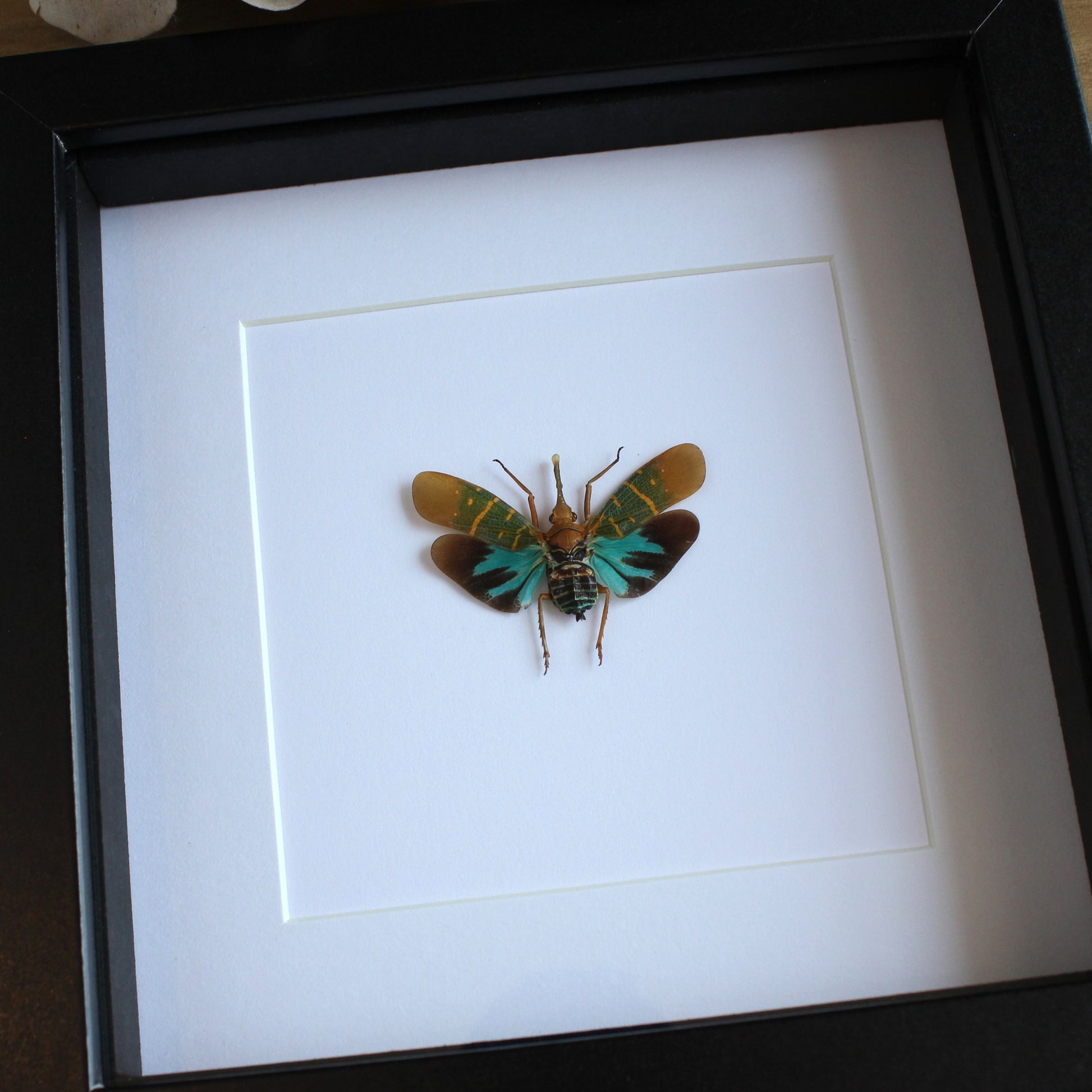 A Lanternfly (Saiva transversolineata) in a black shadow box frame