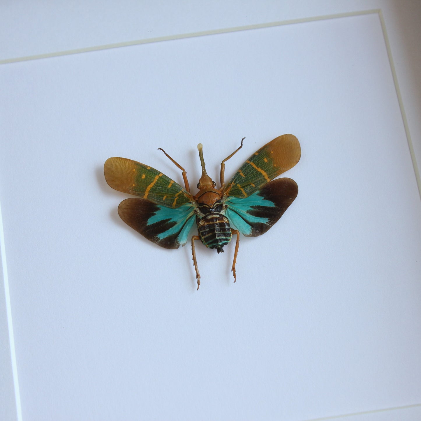 A Lanternfly (Saiva transversolineata) in a black shadow box frame