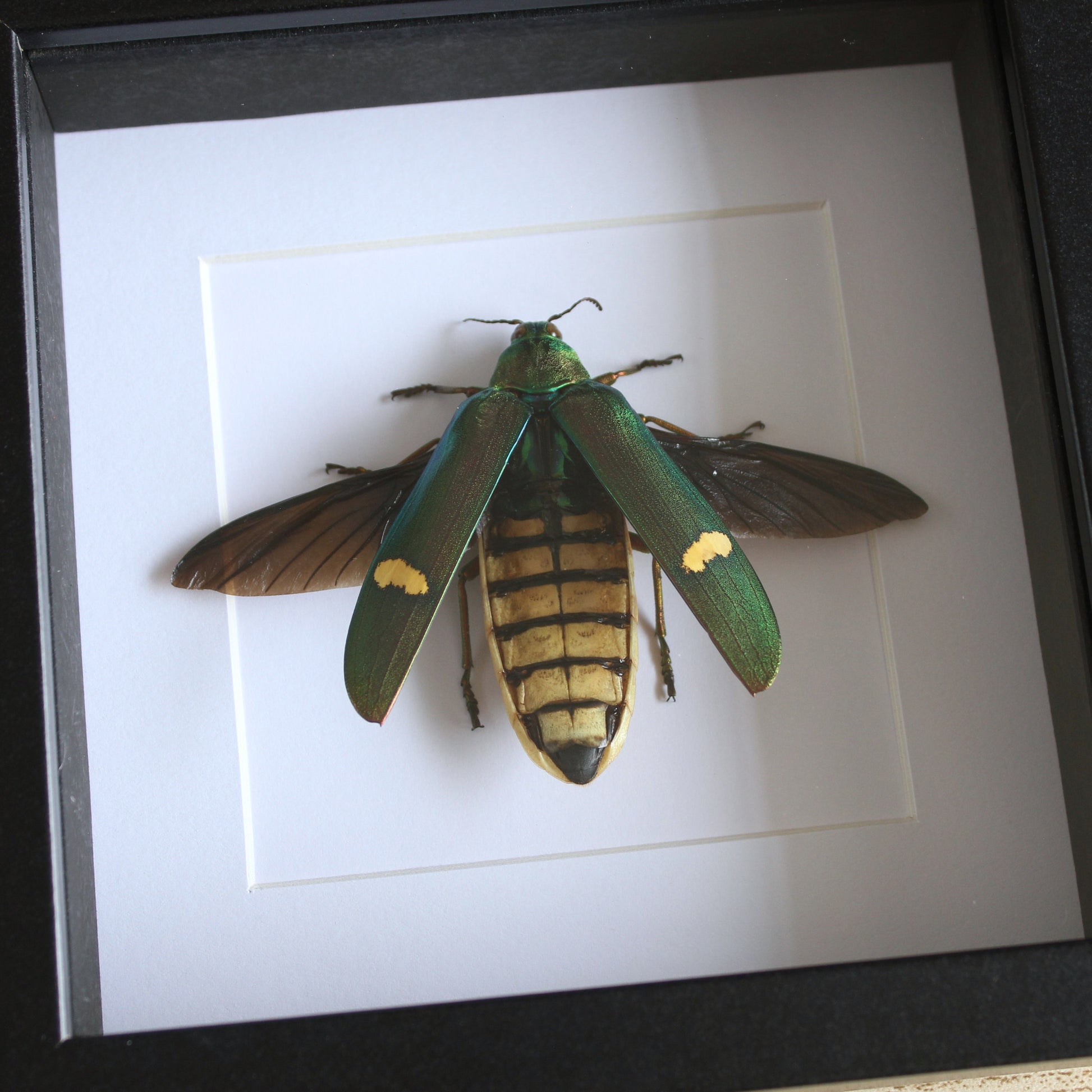A Large Jewel Beetle (Megaloxantha hemixantha) in a black shadow box frame