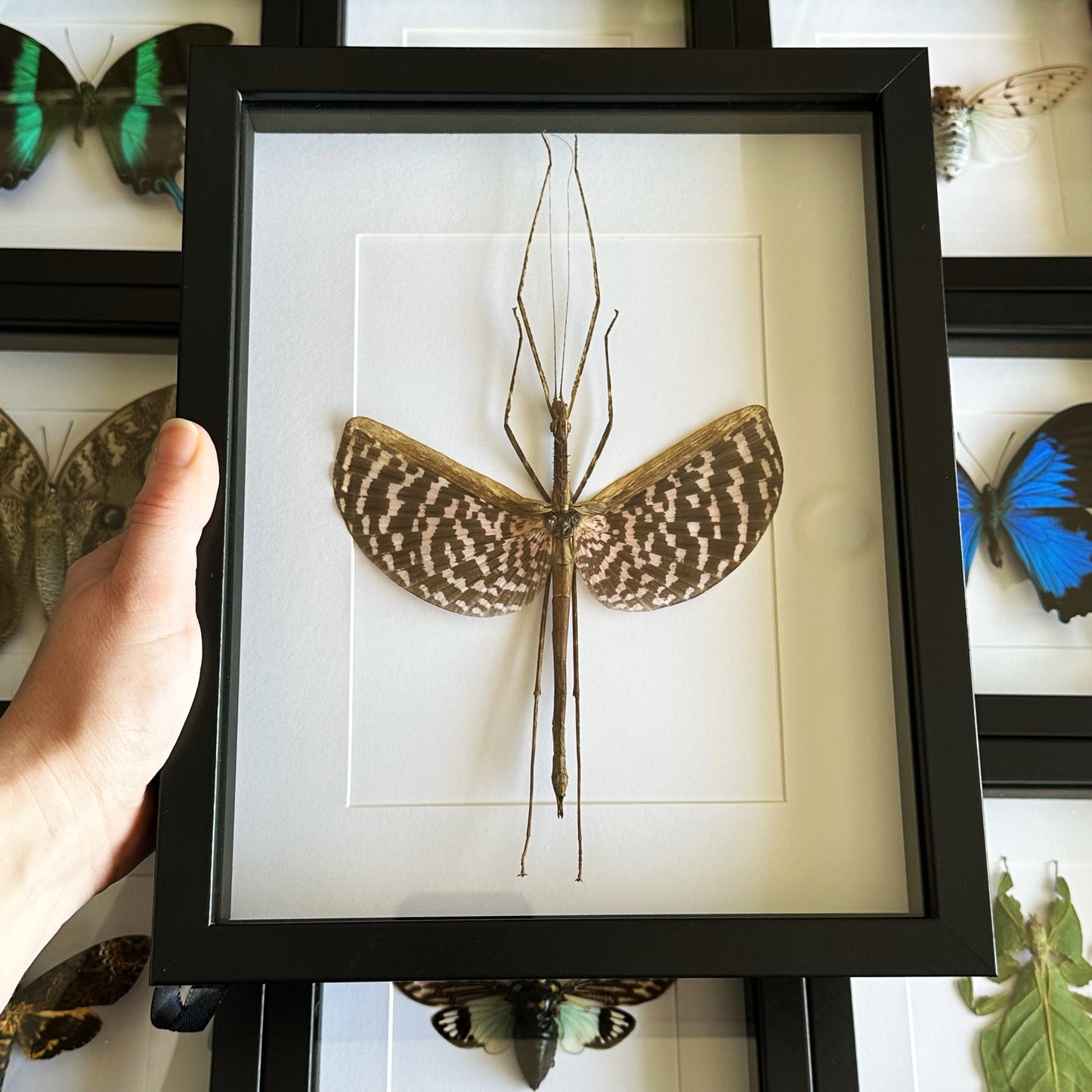 A Diesbachia tamyris in a black shadow box frame