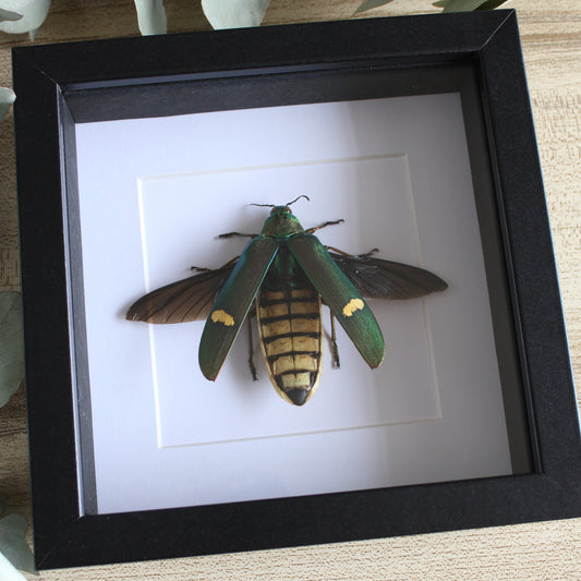 A Large Jewel Beetle (Megaloxantha hemixantha) in a black shadow box frame