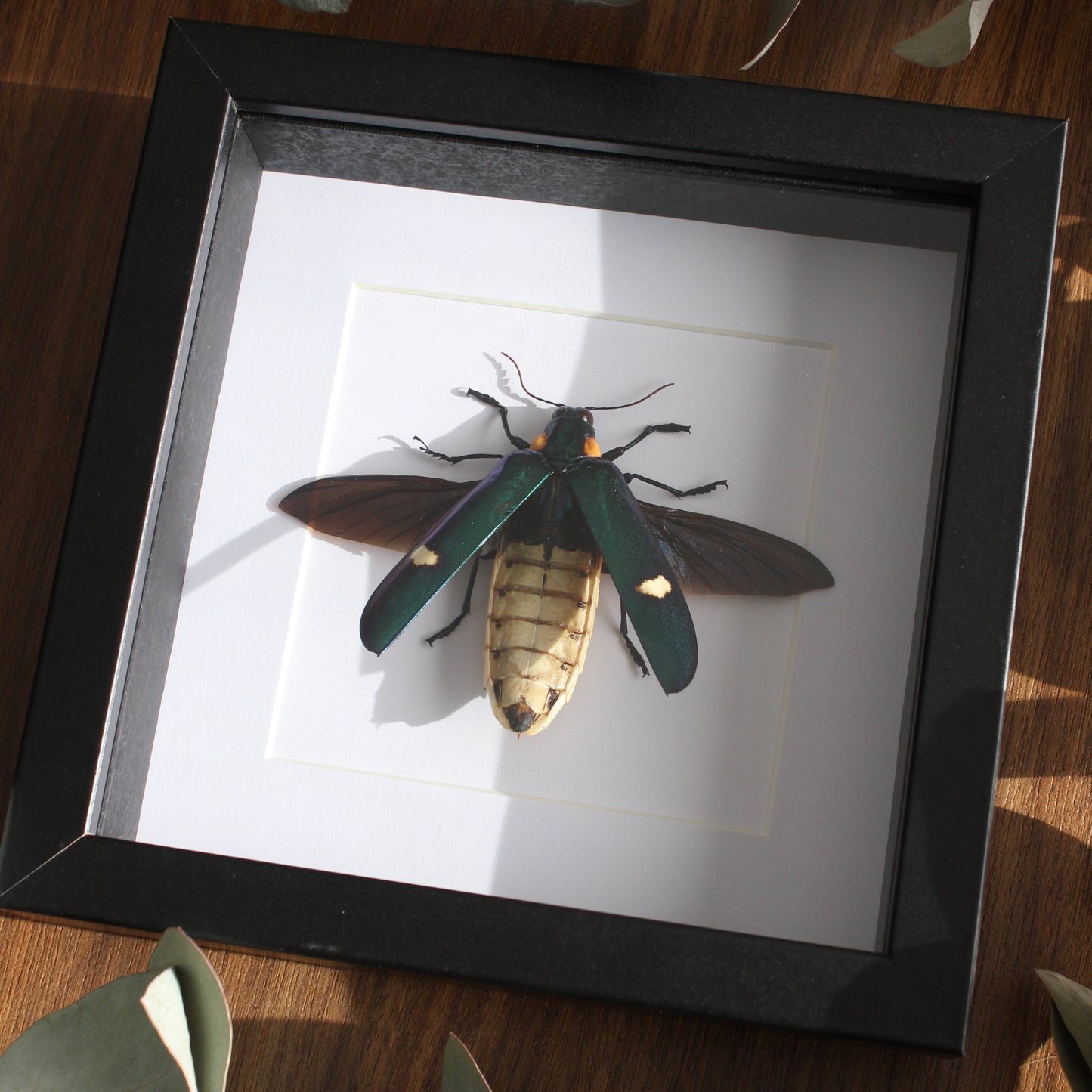 A beautiful Large Jewel Beetle (Megaloxantha bicolor assamensis) mounted onto white backing in a black shadow box frame.