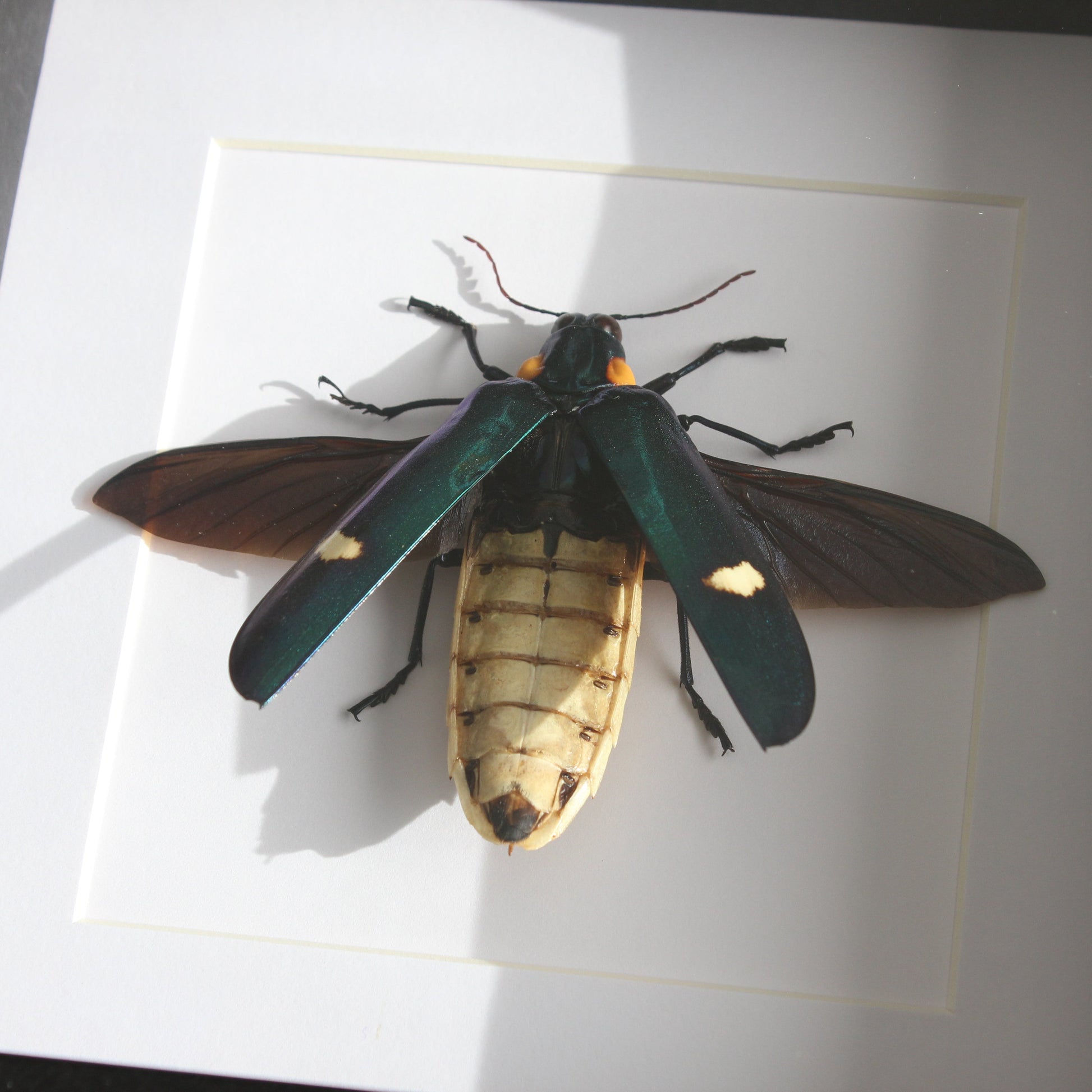A beautiful Large Jewel Beetle (Megaloxantha bicolor assamensis) mounted onto white backing in a black shadow box frame.