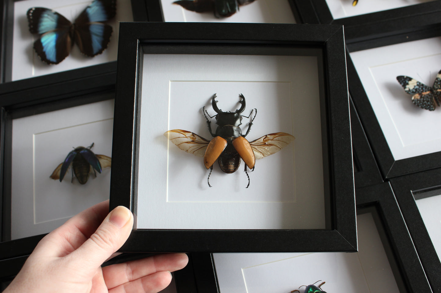 Large Stag Beetle (Odontolabis mouhotii elegans) Frame