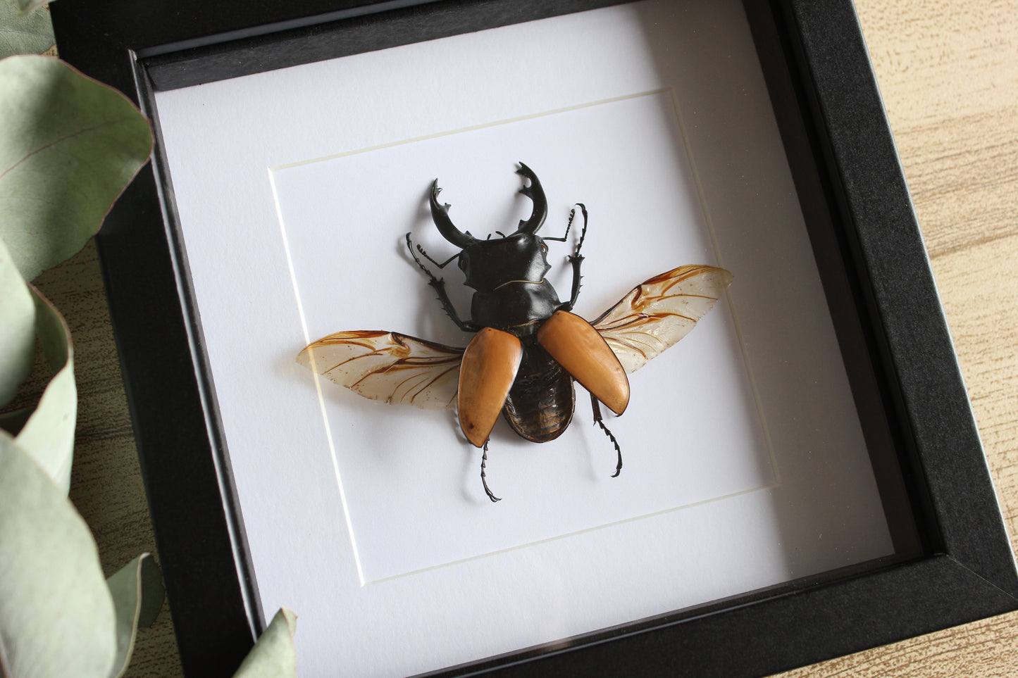Large Stag Beetle (Odontolabis mouhotii elegans) Frame
