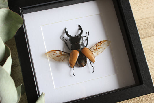 Large Stag Beetle (Odontolabis mouhotii elegans) Frame