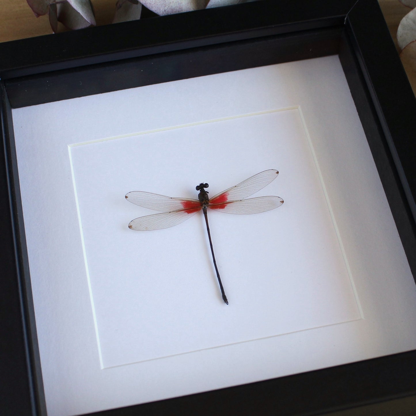 A Red Dragonfly (Libelulas sp) in a black shadow box frame