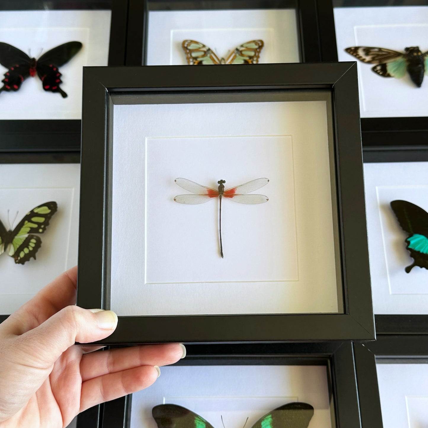 A Red Dragonfly (Libelulas sp) in a black shadow box frame