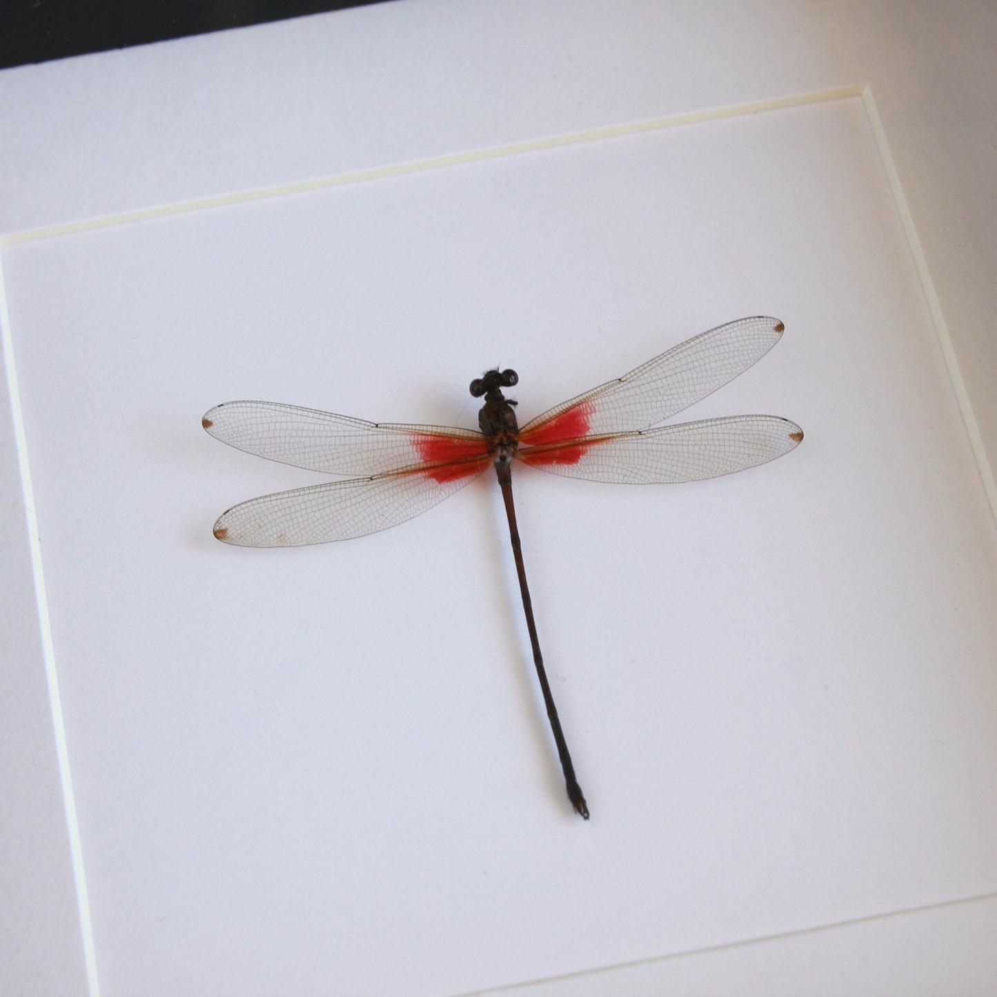 A Red Dragonfly (Libelulas sp) in a black shadow box frame