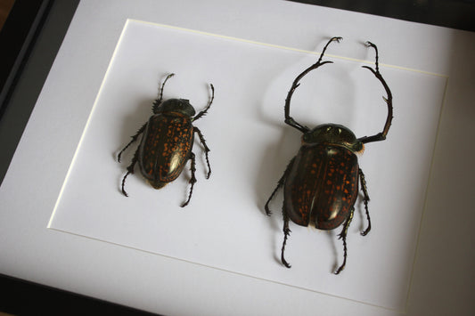 A pair of long armed scarab beetles in a black frame