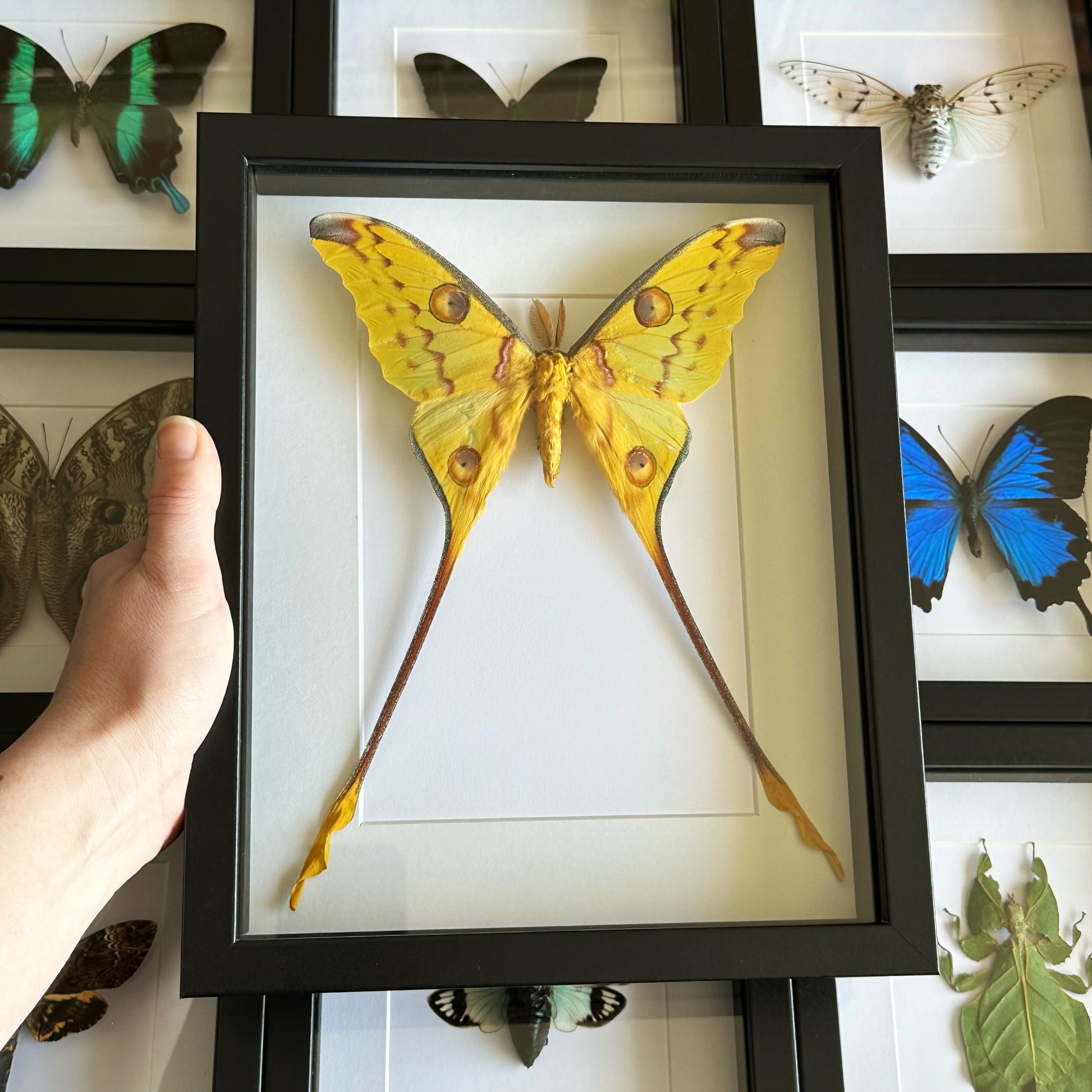 A male Comet Moth (Argema mittrei) in a black shadow box frame