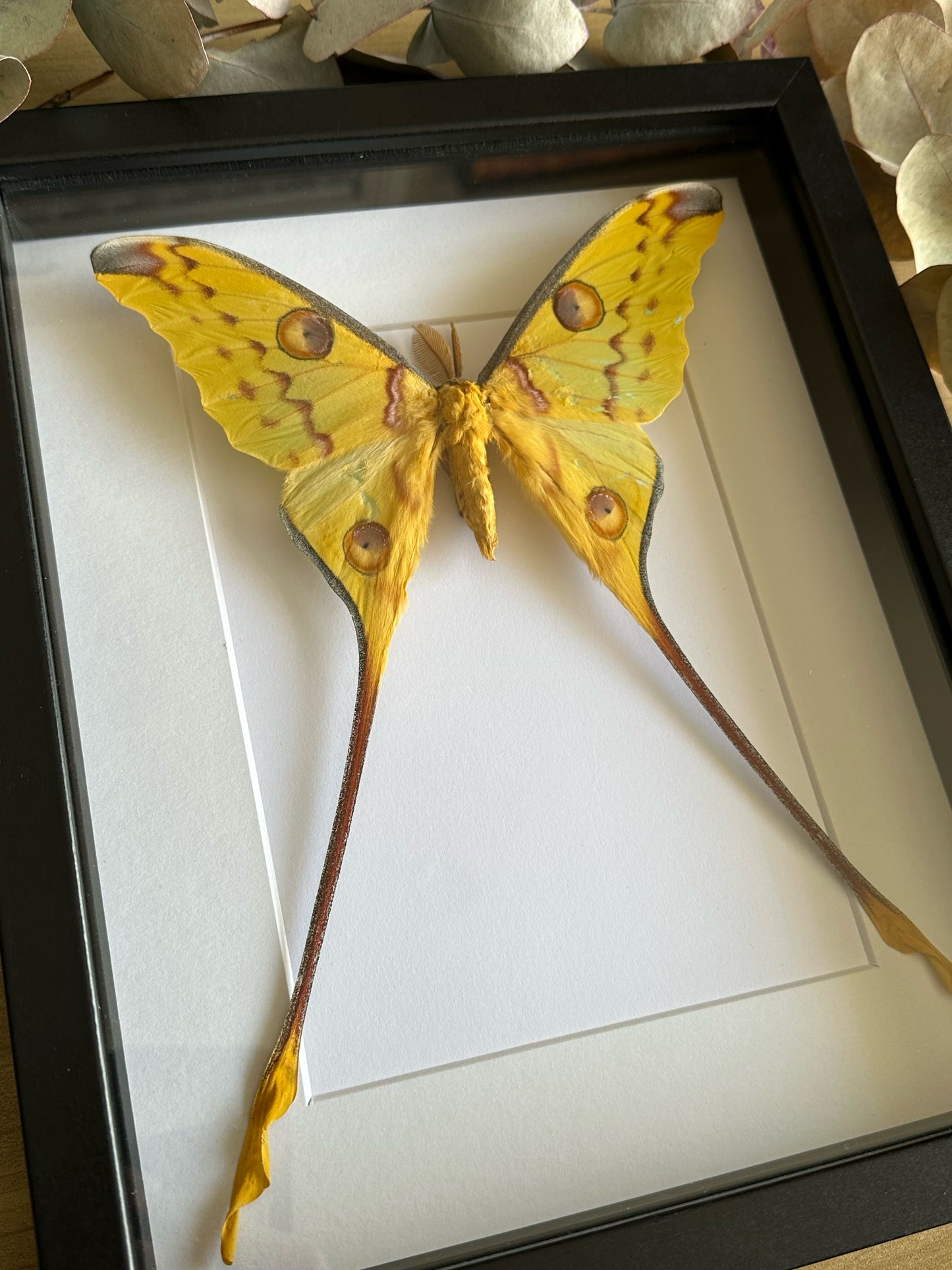 A male Comet Moth (Argema mittrei) in a black shadow box frame 