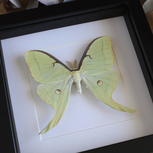 A Male Luna Moth (Actias luna) in a black shadow box frame