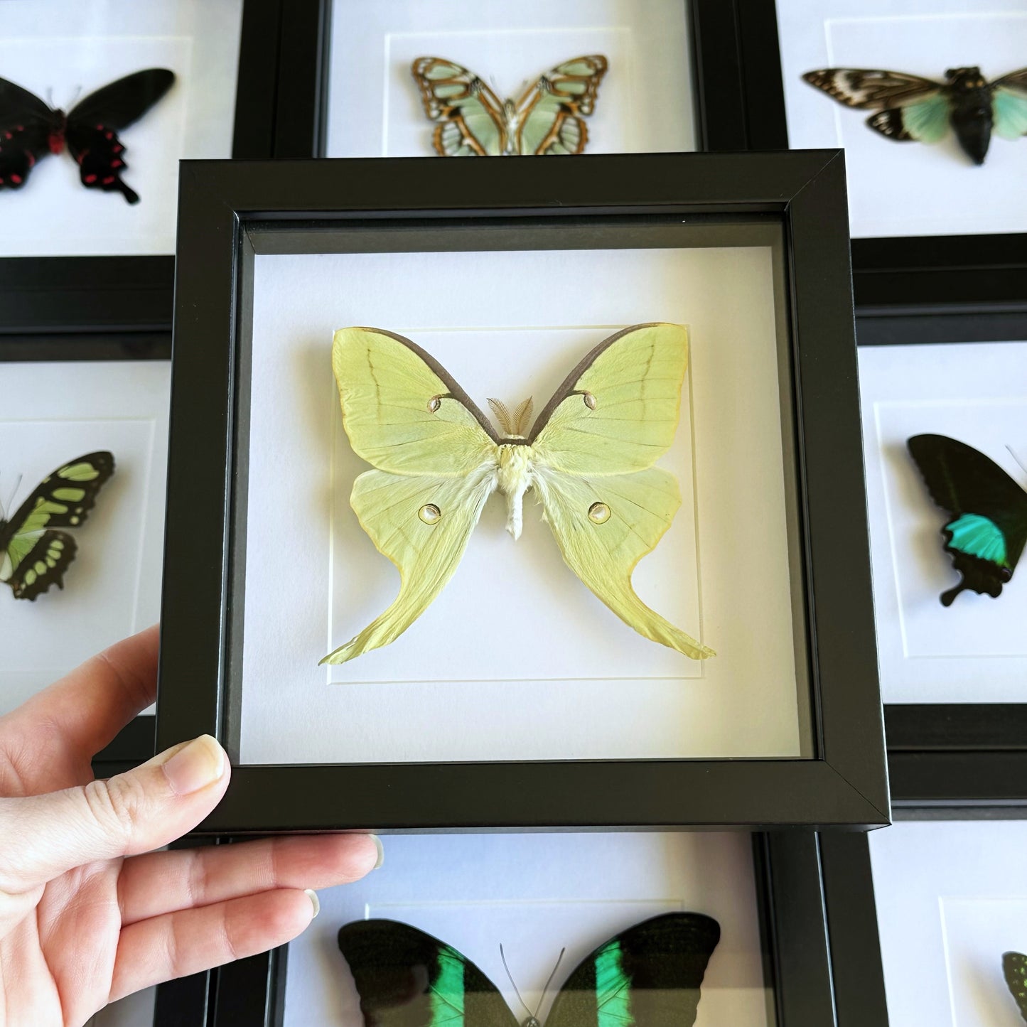 A Male Luna Moth (Actias luna) in a black shadow box frame