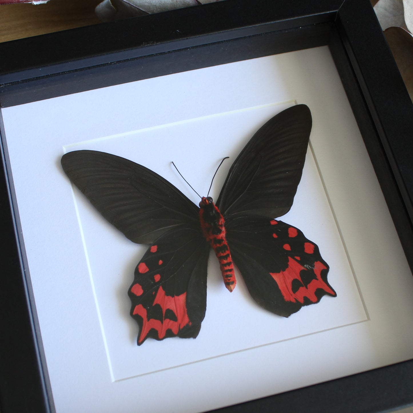 A Male Vampire Butterfly (Atrophaneura semperi) in a black shadow box frame