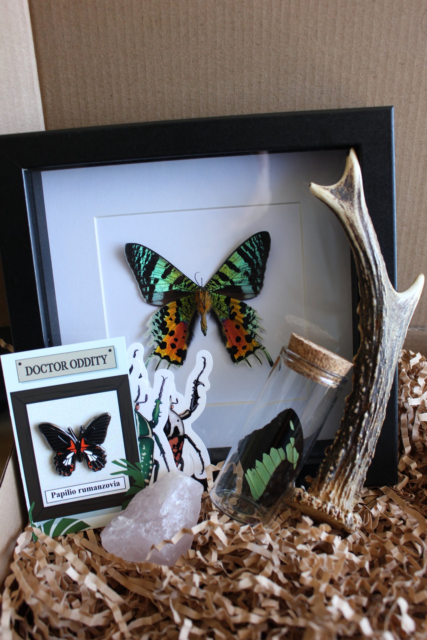 Mystery box containing a framed madagascan sunset moth, enamel pin and oddities