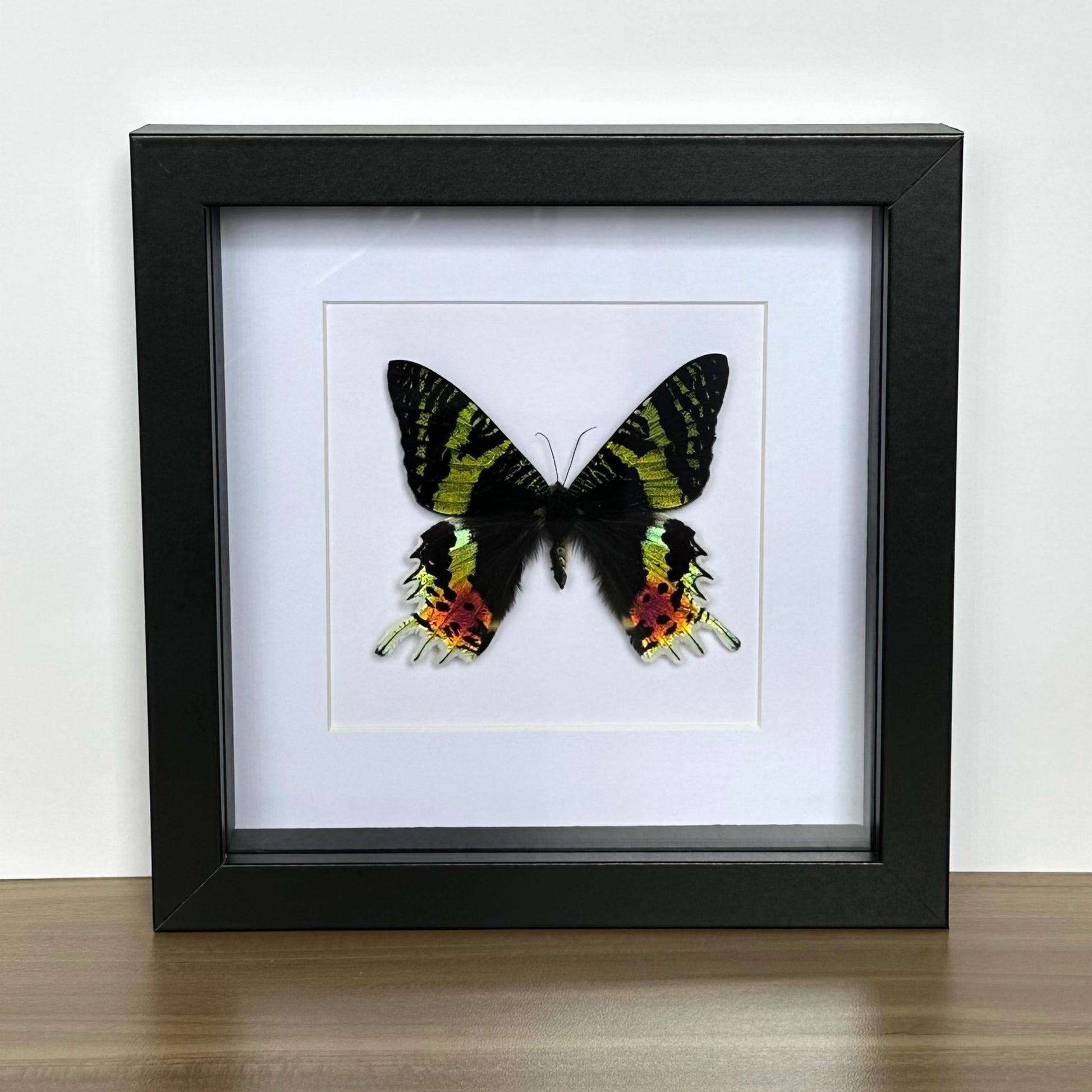 Madagascan Sunset Moth (Urania ripheus) in a shadow box frame