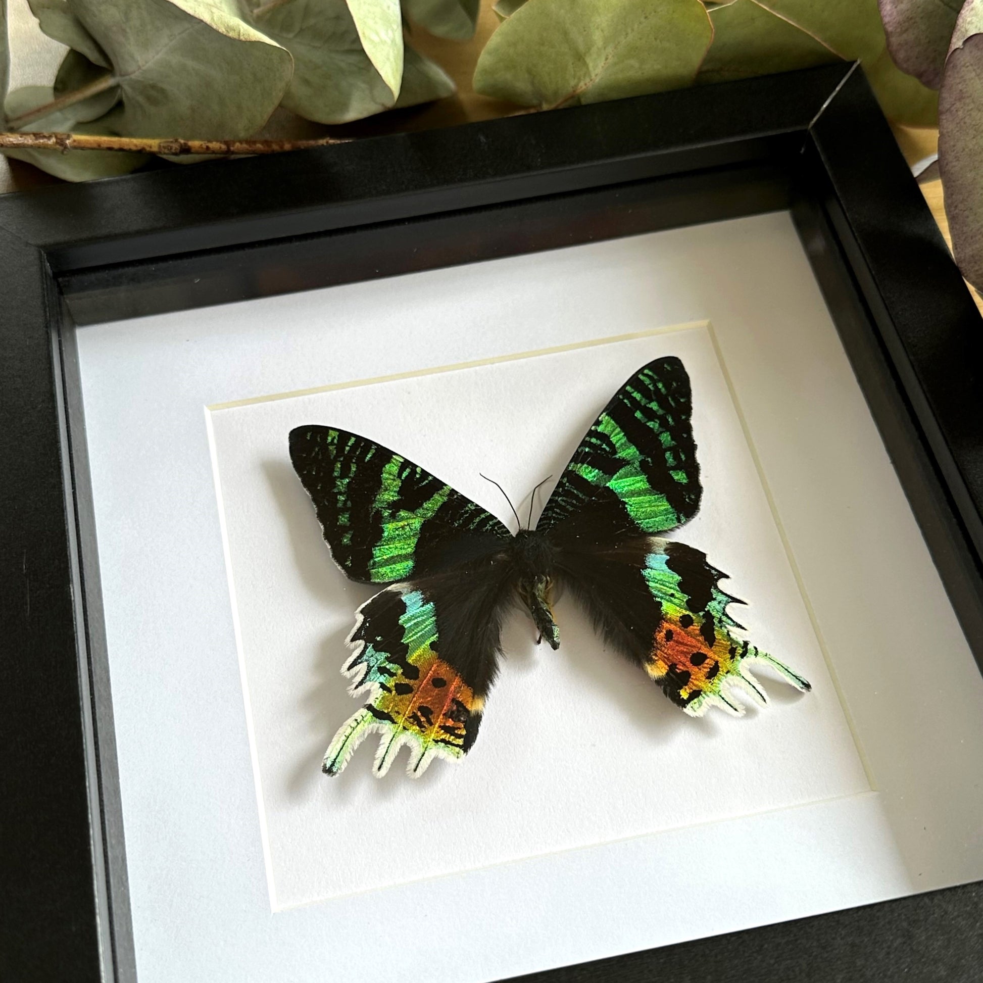 Madagascan Sunset Moth (Urania ripheus) in a shadow box frame