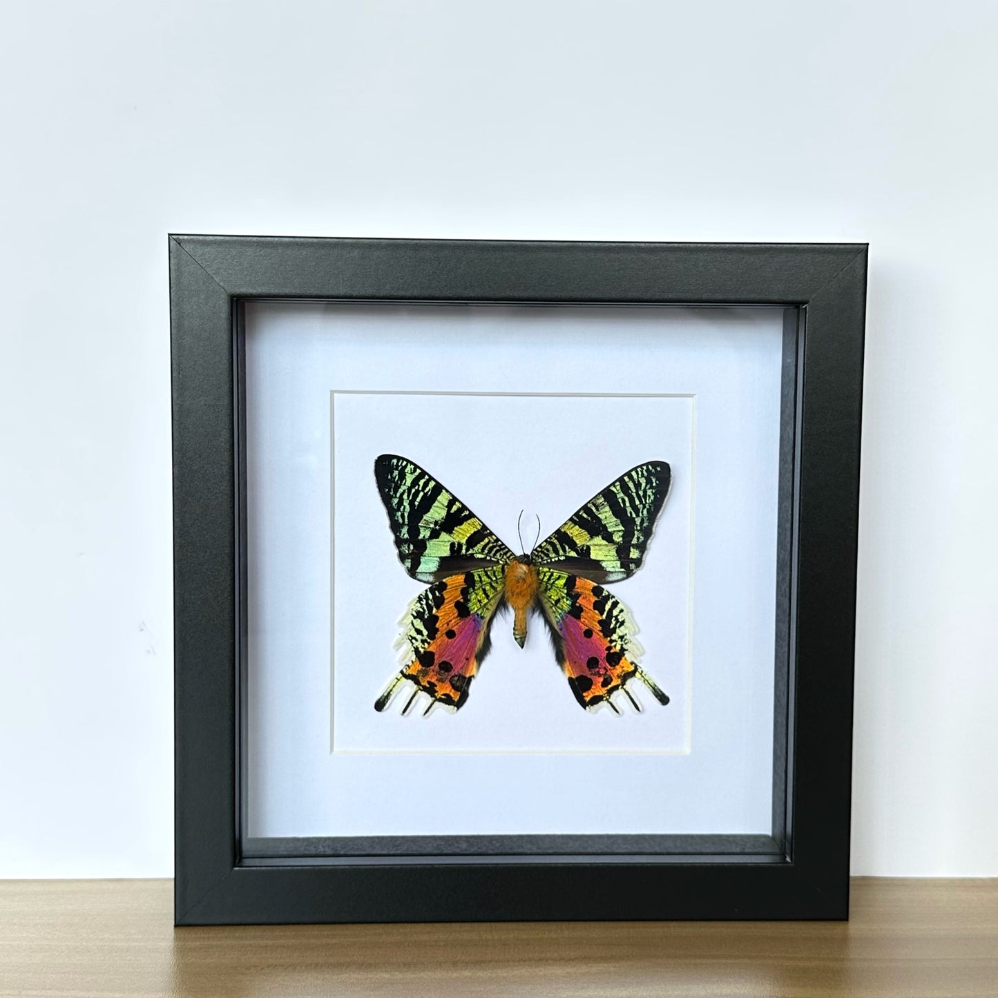 Madagascan Sunset Moth (Urania ripheus) in a shadow box frame