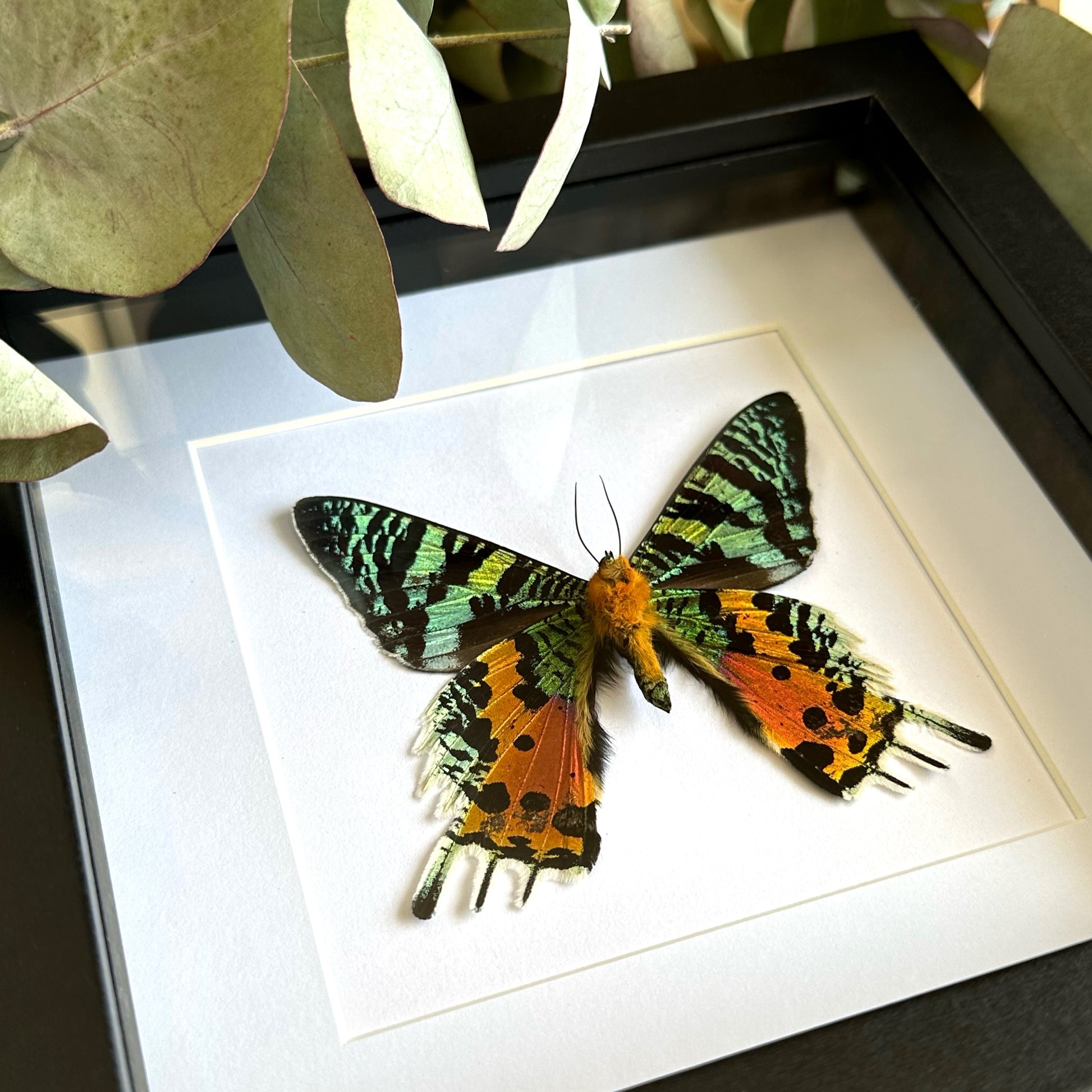 Madagascan Sunset Moth (Urania ripheus) in a shadow box frame