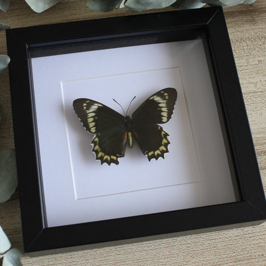 A Madyes Swallowtail (Battus madyes) in a black shadow box frame 