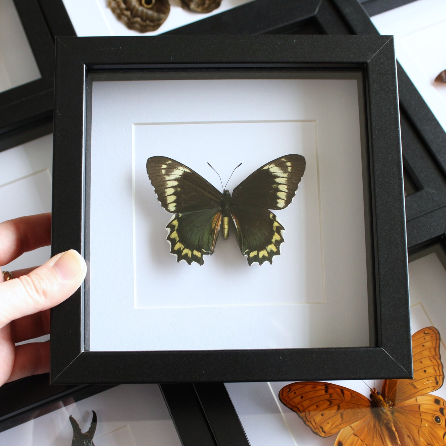 A Madyes Swallowtail (Battus madyes) in a black shadow box frame 