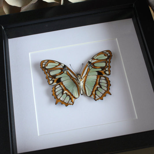 Malachite Butterfly (Siproeta stelenes) in a black shadow box frame