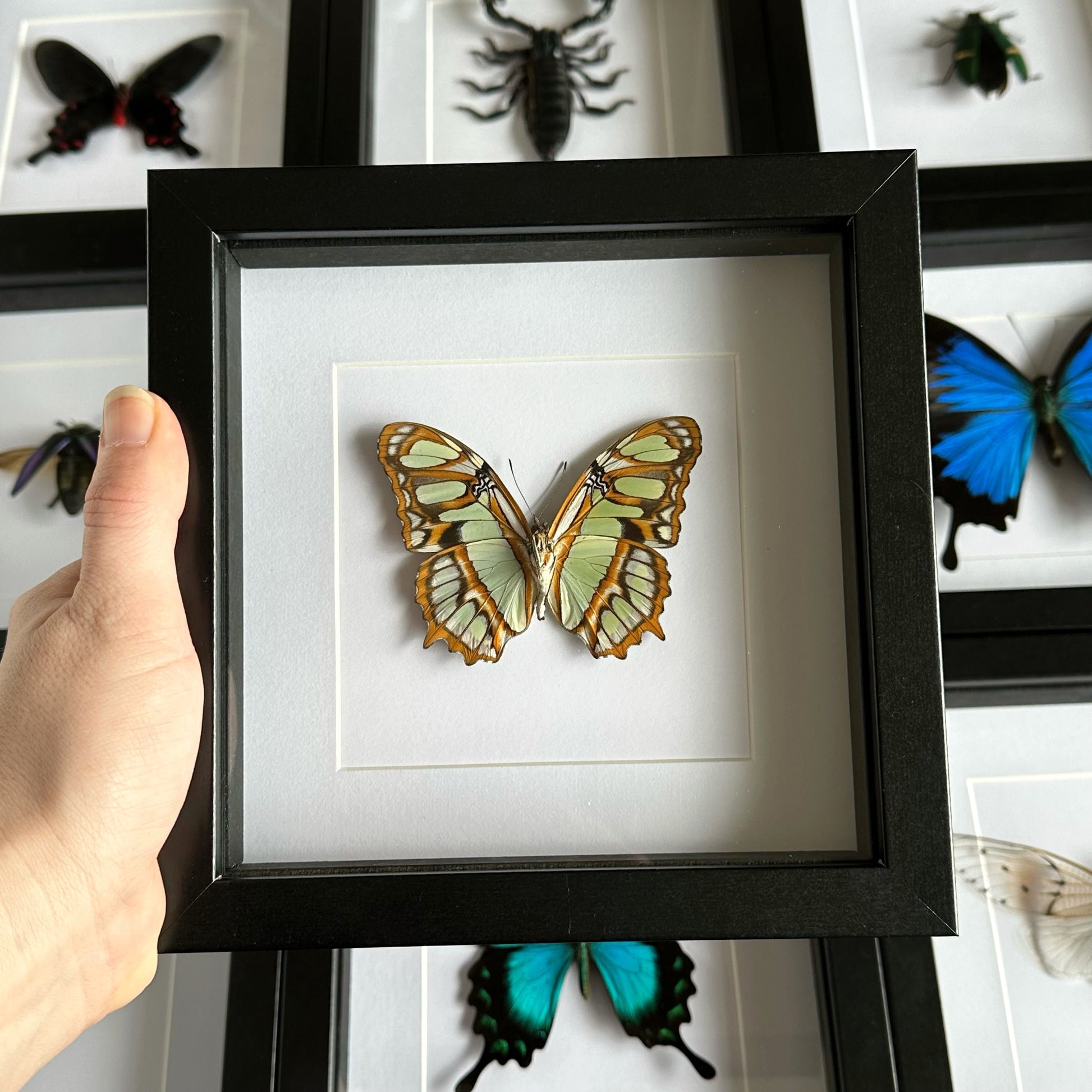 Malachite Butterfly (Siproeta stelenes) in a black shadow box frame