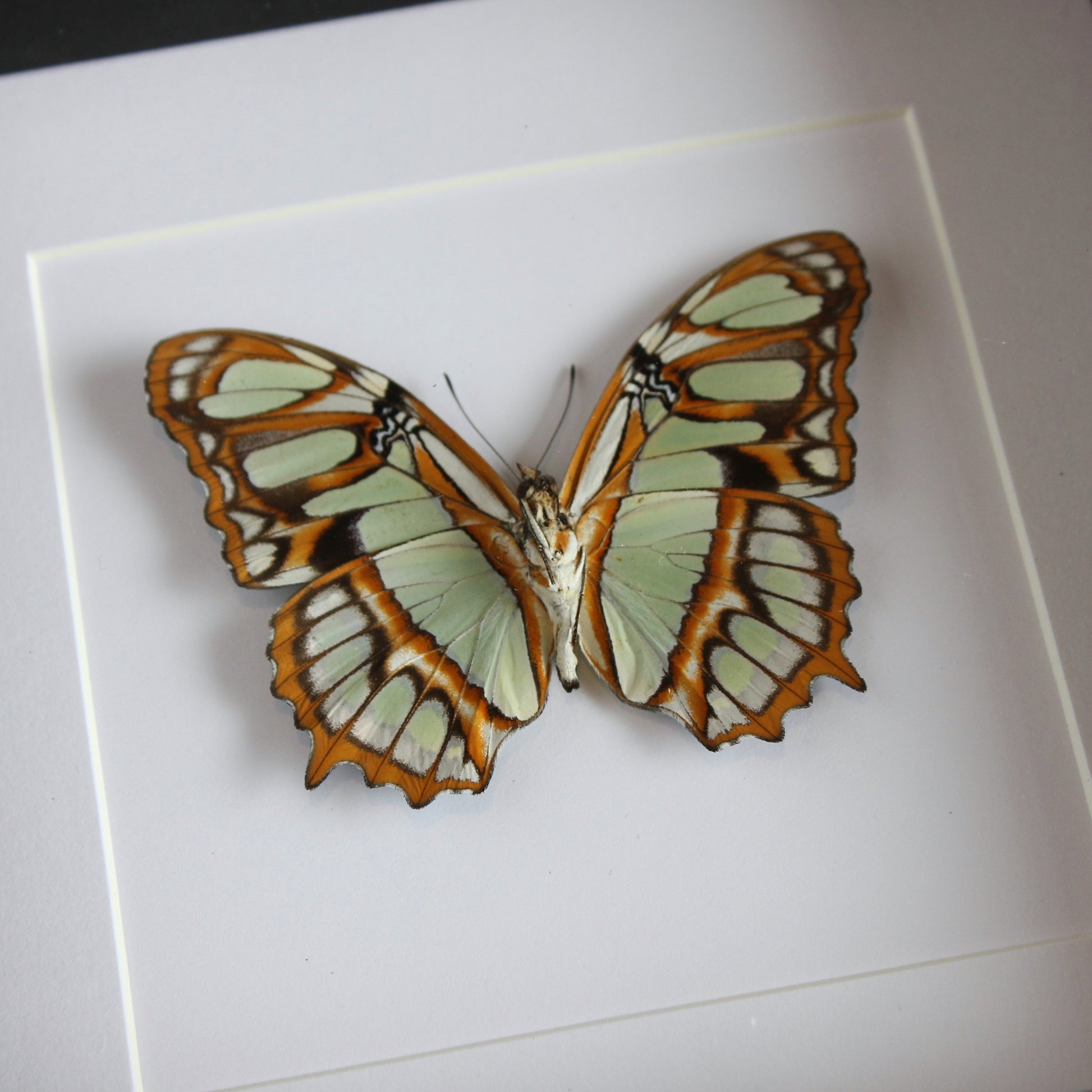 Malachite Butterfly (Siproeta stelenes) in a black shadow box frame