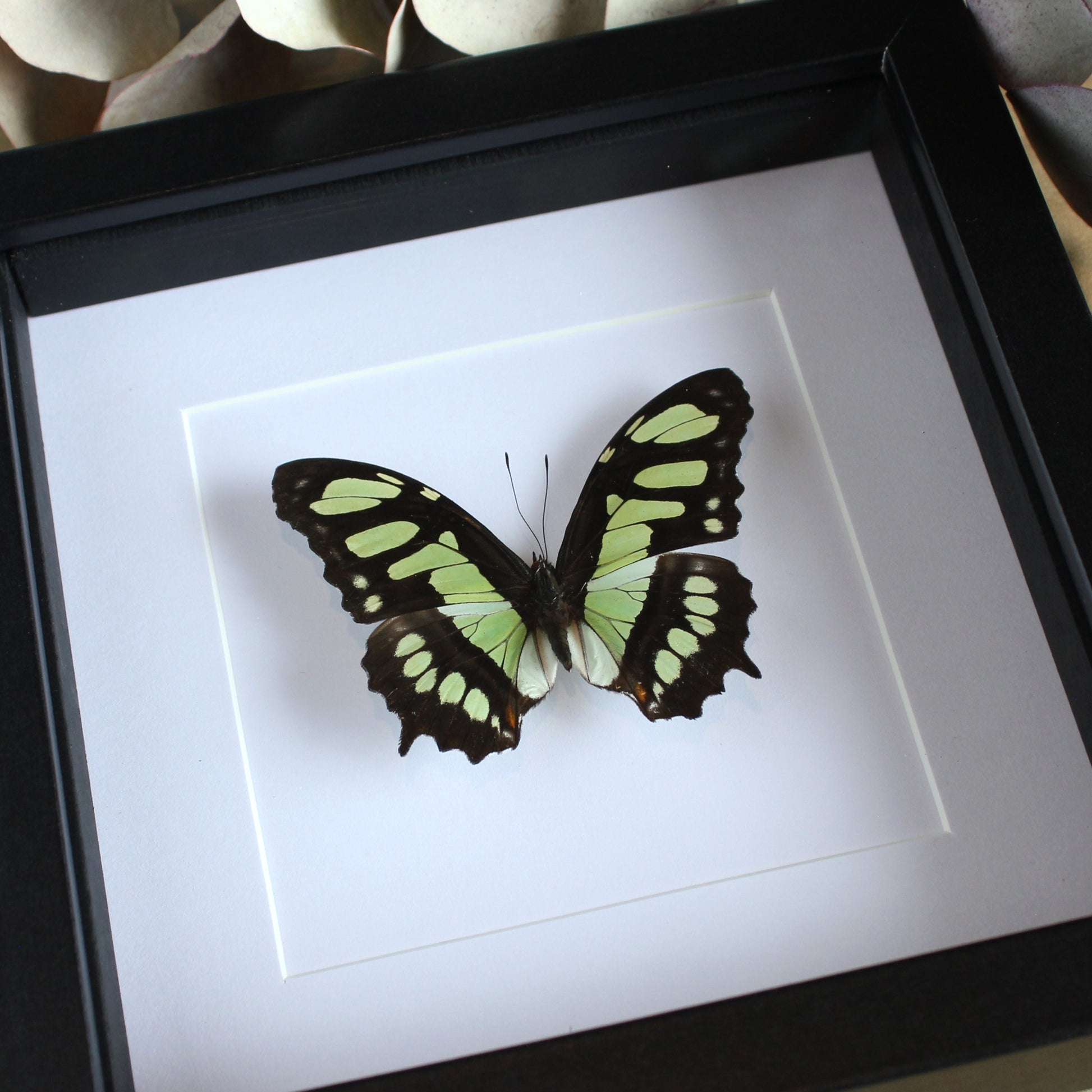 Malachite Butterfly (Siproeta stelenes) in a black shadow box frame