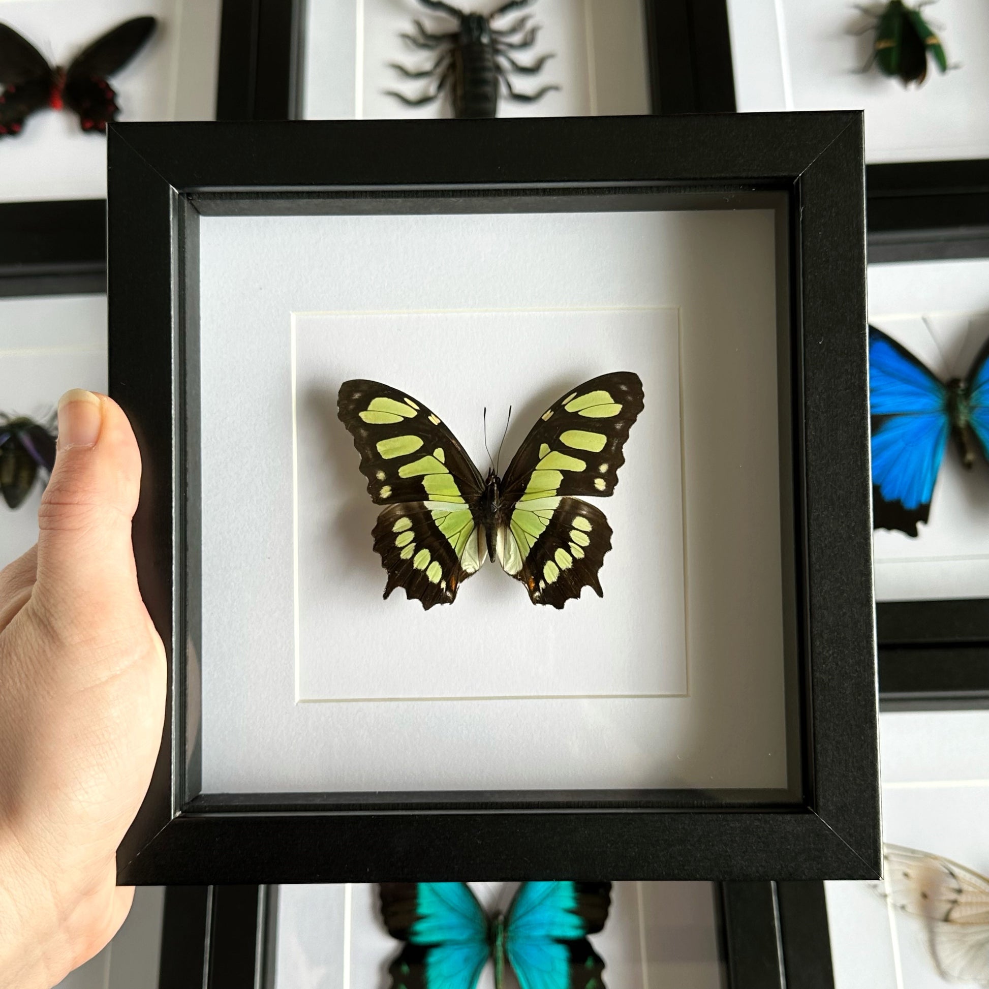 Malachite Butterfly (Siproeta stelenes) in a black shadow box frame