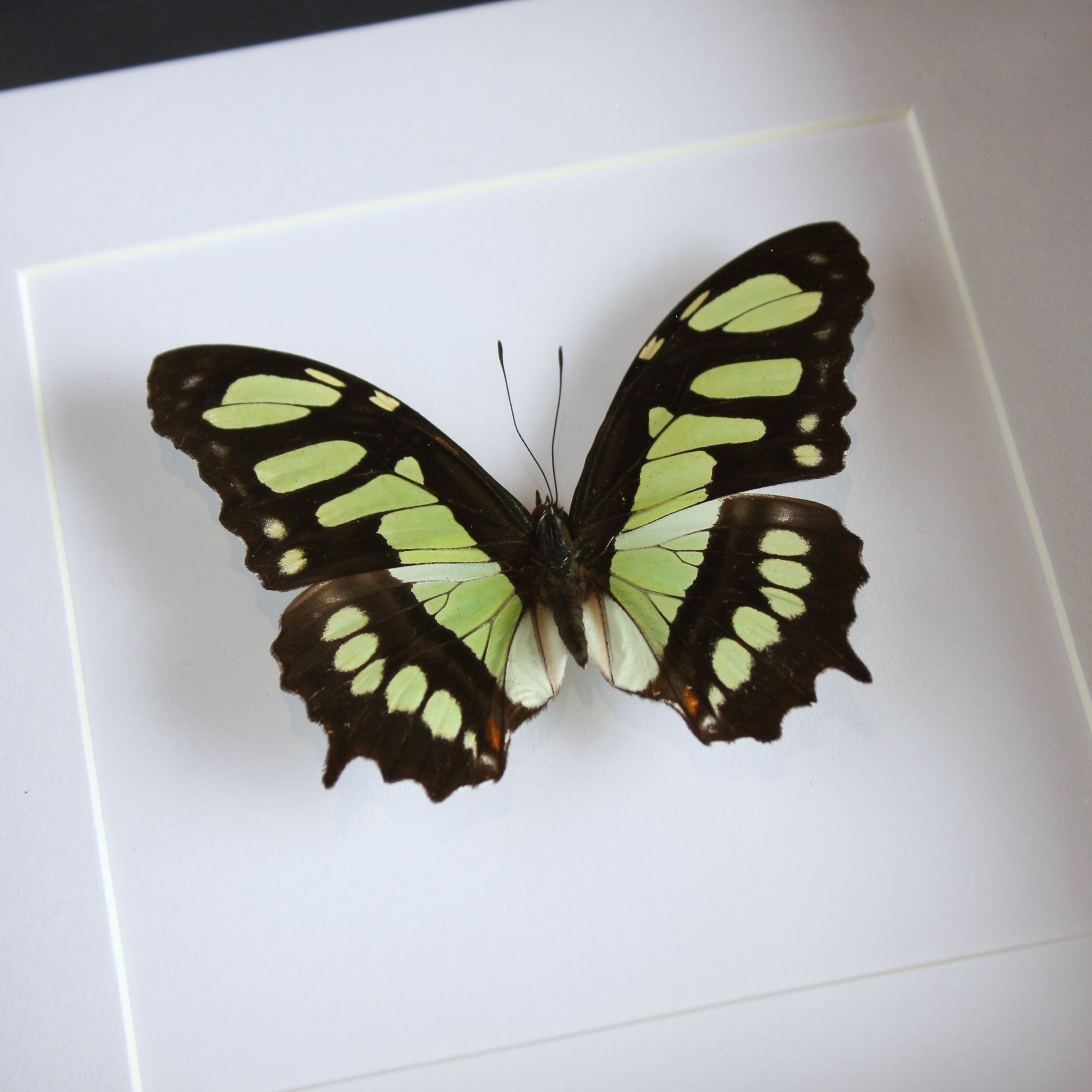 Malachite Butterfly (Siproeta stelenes) in a black shadow box frame