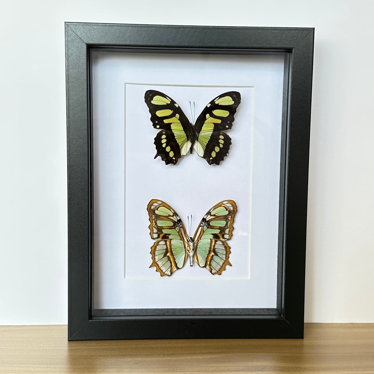 Malachite Butterfly (Siproeta stelenes) Duo in a black shadow box frame