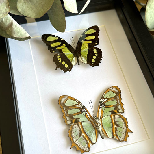 Malachite Butterfly (Siproeta stelenes) Duo in a black shadow box frame