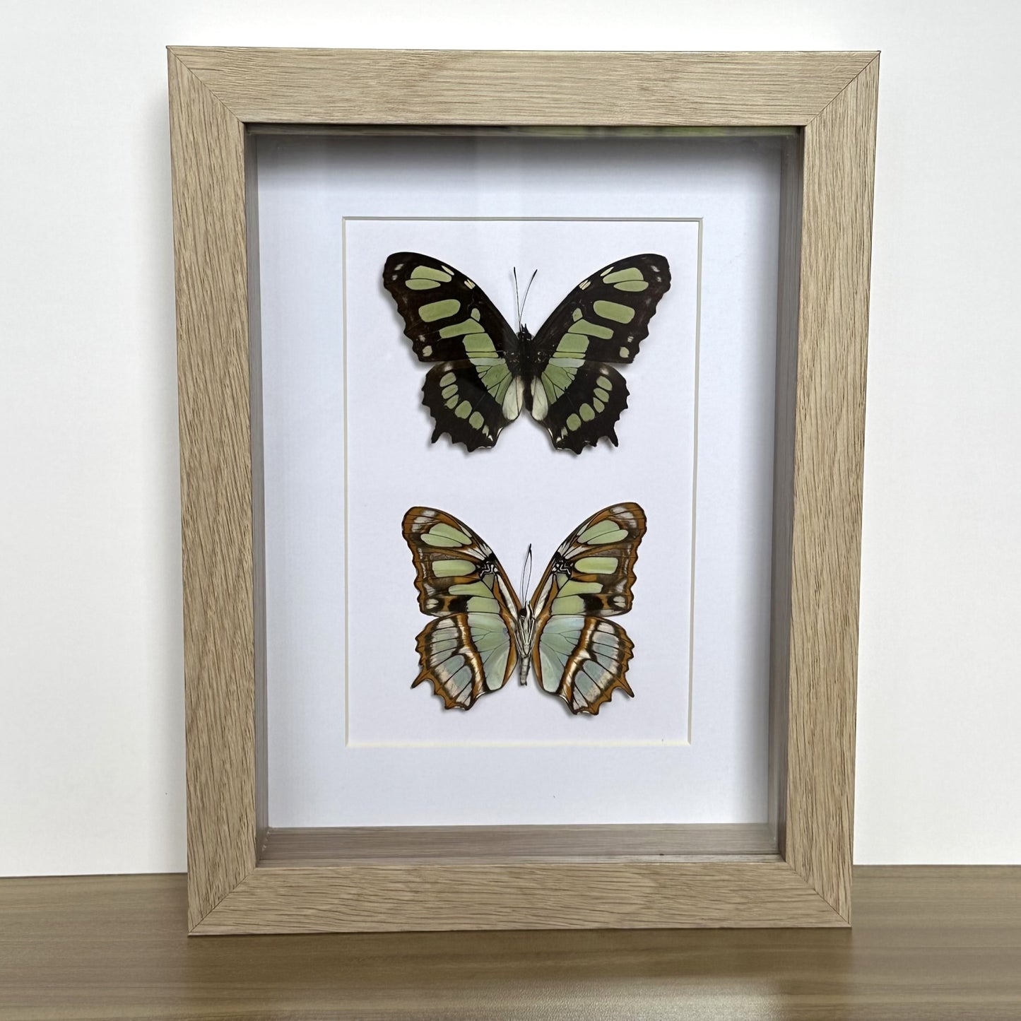 Malachite Butterfly Duo (Siproeta stelenes) in an oak shadow box frame