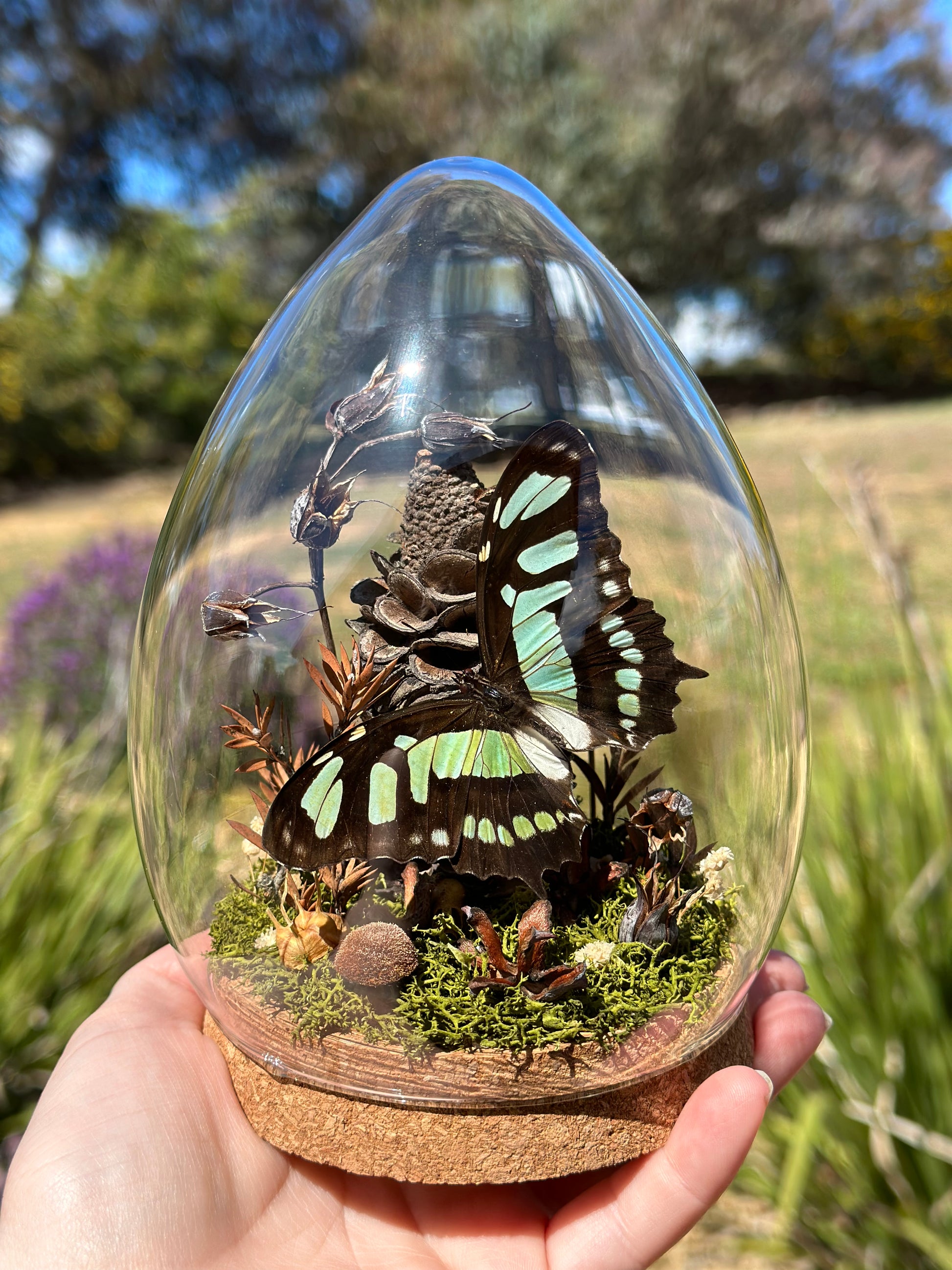 A Malachite Butterfly (Siproeta stelenes) in a egg shaped glass dome terrarium with preserved florals 