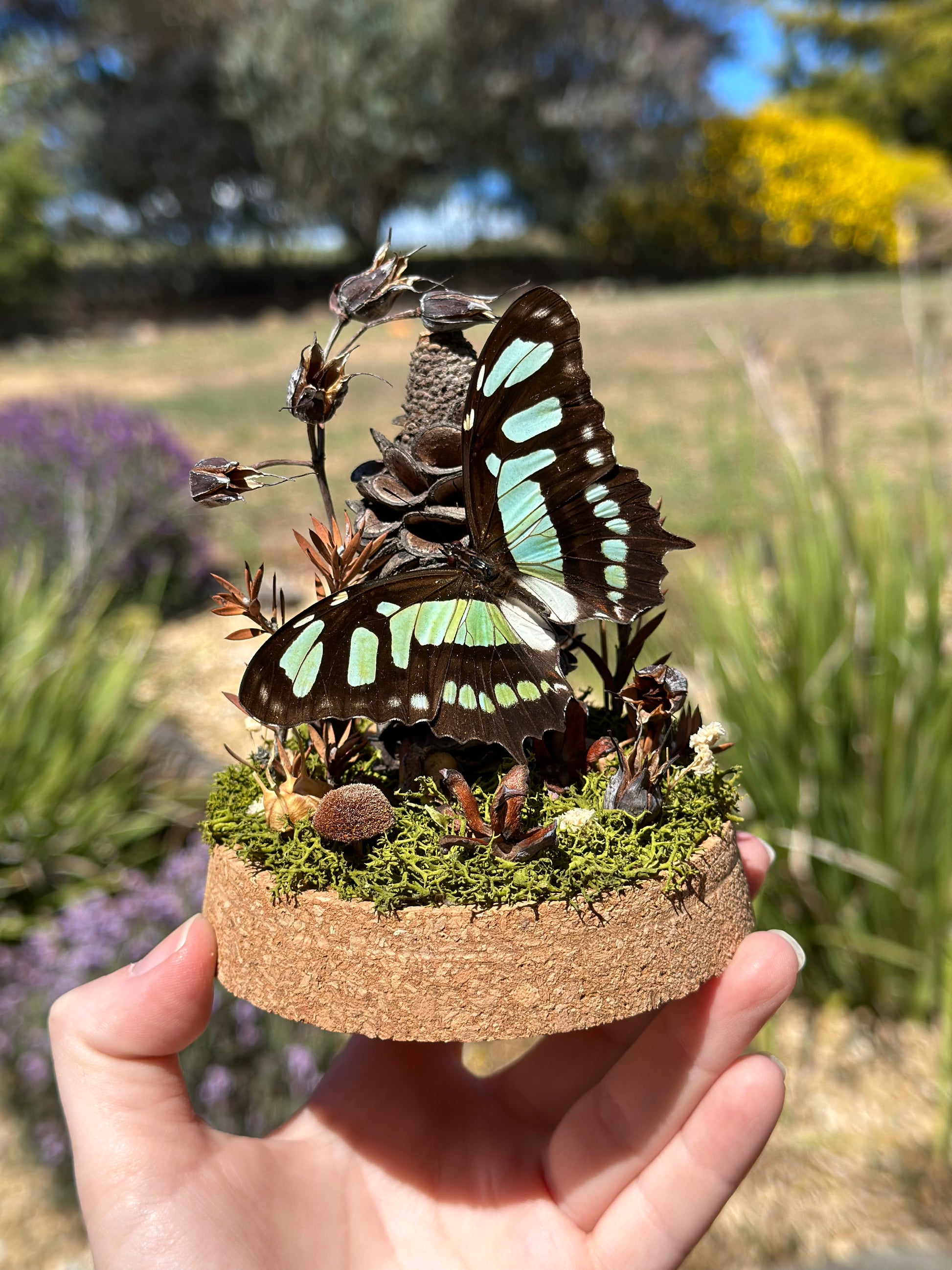 A Malachite Butterfly (Siproeta stelenes) in a egg shaped glass dome terrarium with preserved florals 