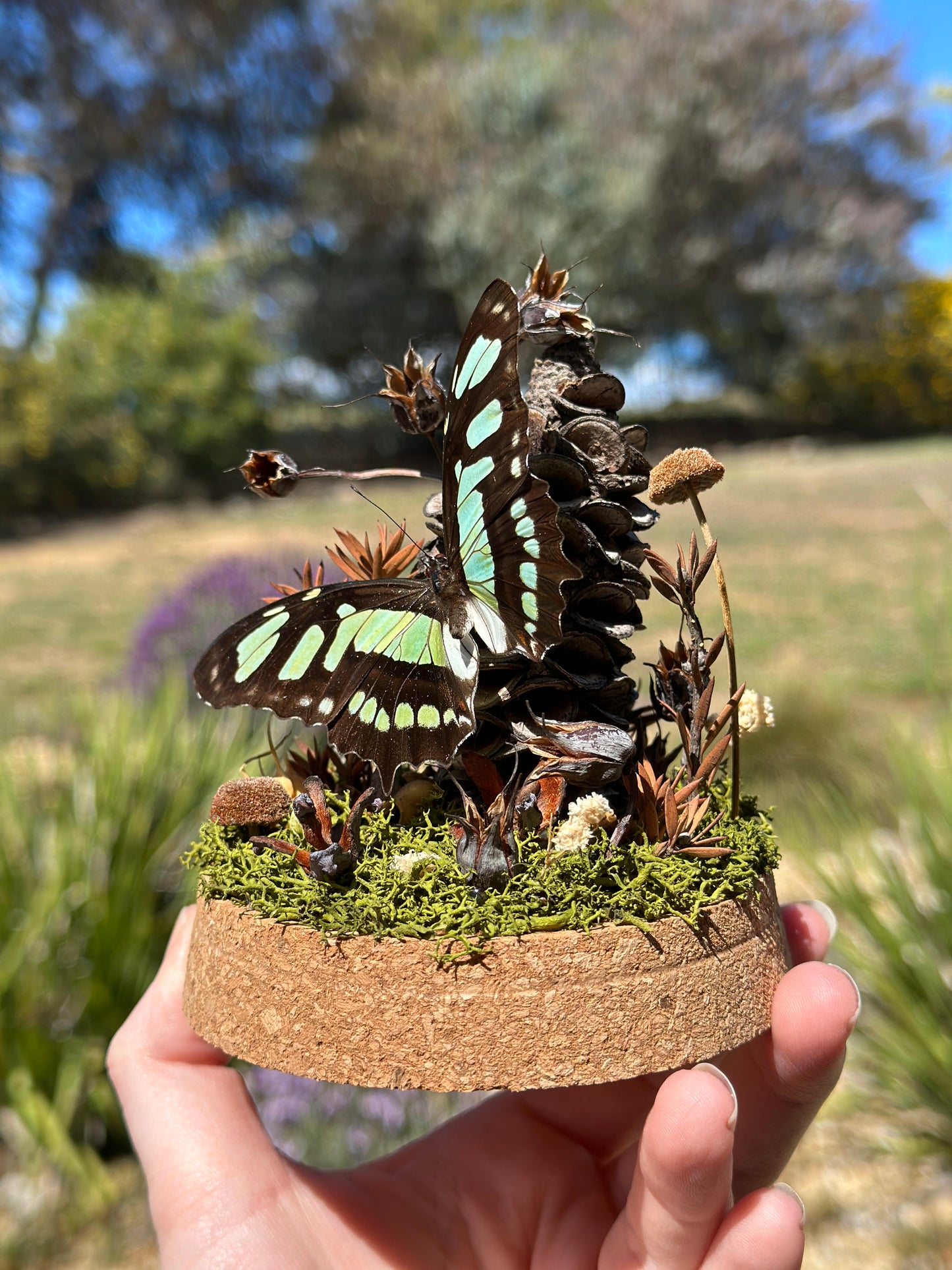 A Malachite Butterfly (Siproeta stelenes) in a egg shaped glass dome terrarium with preserved florals 