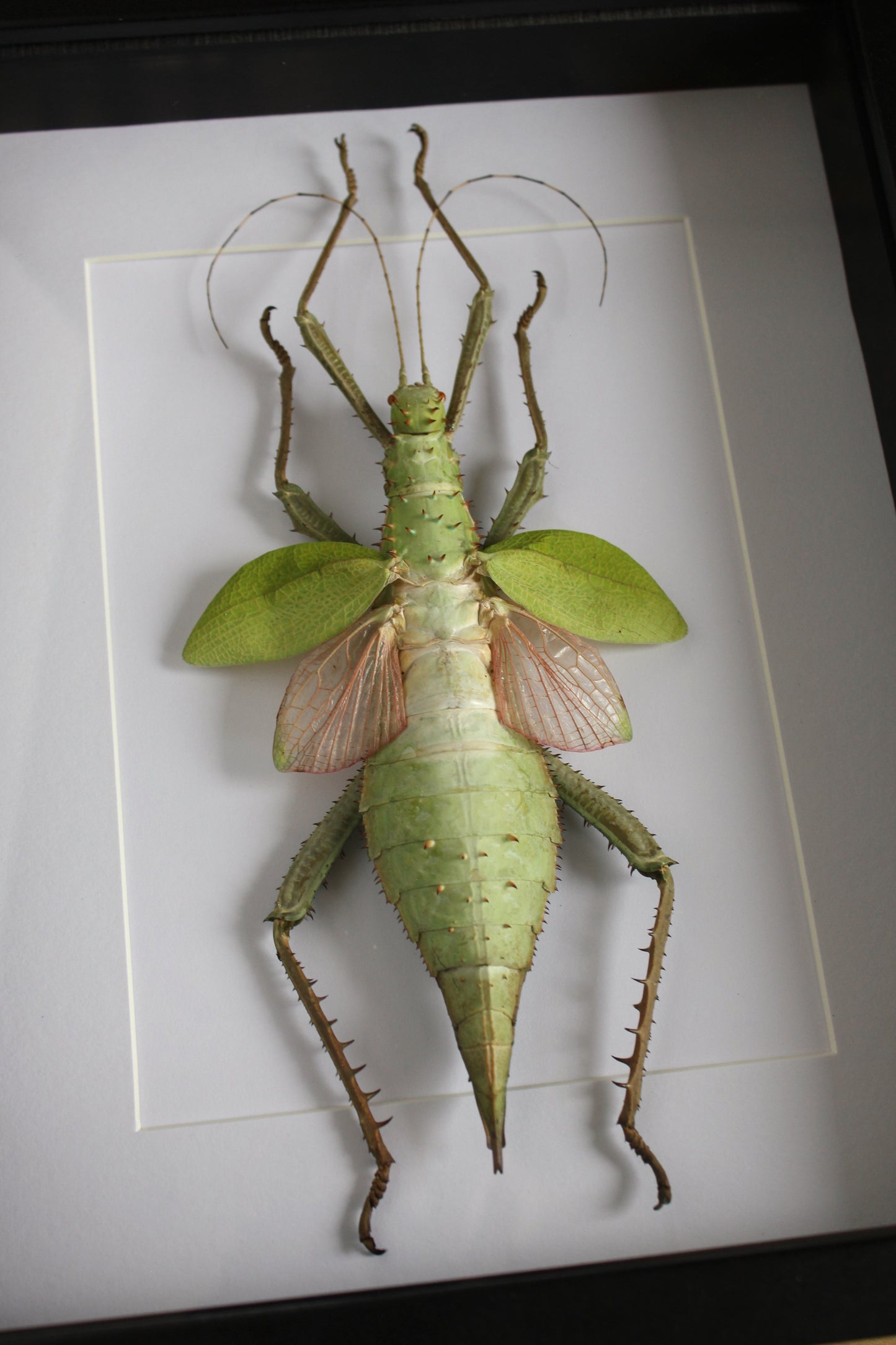 A Malayan Jungle Nymph (Heteropteryx dilitata) in a black shadow box frame