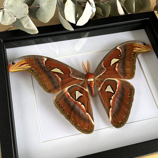 Male Atlas Moth (Attacus atlas) in a black shadow box frame 