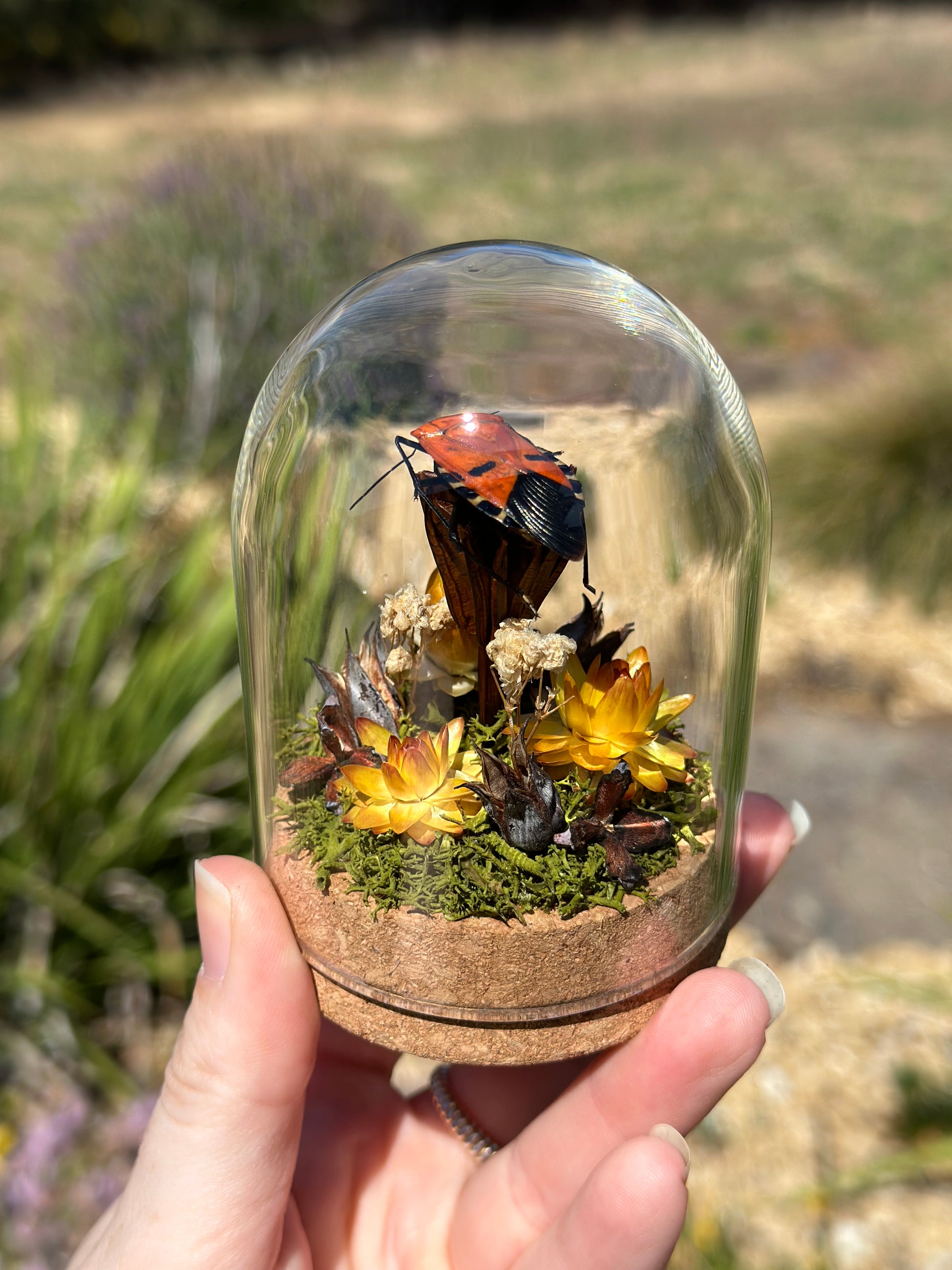 A Man-Faced Stink Bug (Catacanthus incarnata) in a glass dome terrarium with dried strawflowers and preserved florals 