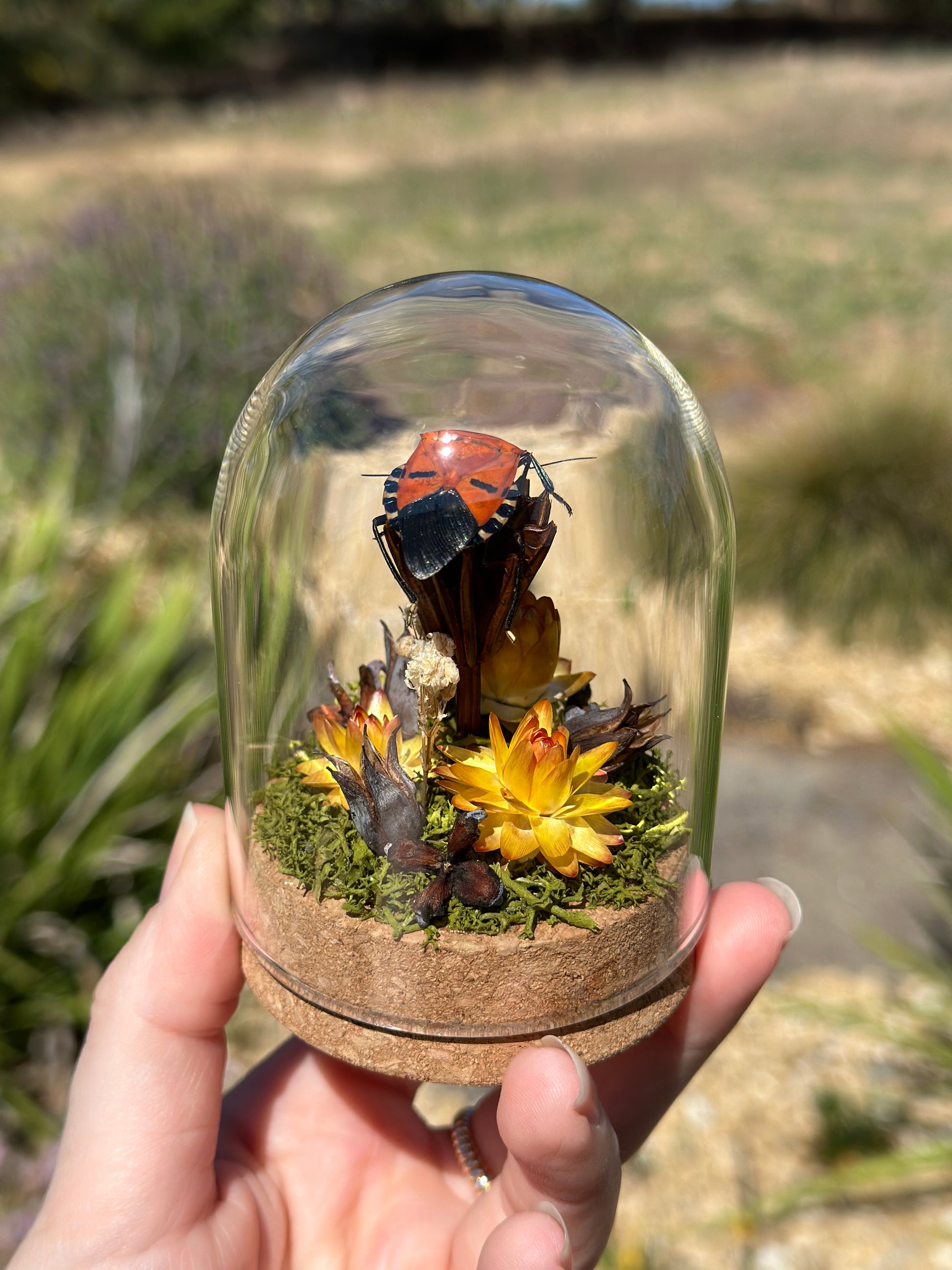 A Man-Faced Stink Bug (Catacanthus incarnata) in a glass dome terrarium with dried strawflowers and preserved florals 