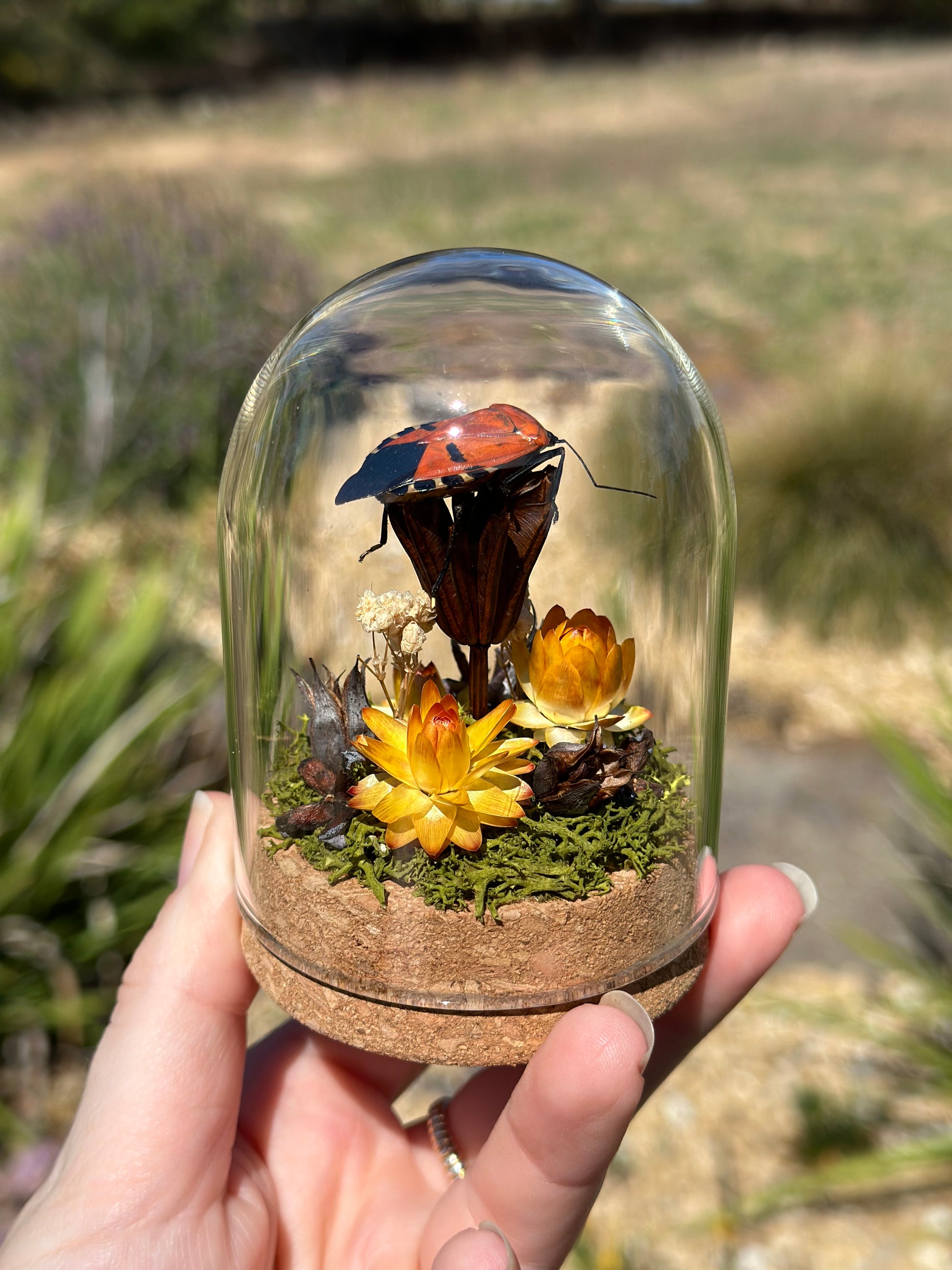 A Man-Faced Stink Bug (Catacanthus incarnata) in a glass dome terrarium with dried strawflowers and preserved florals 